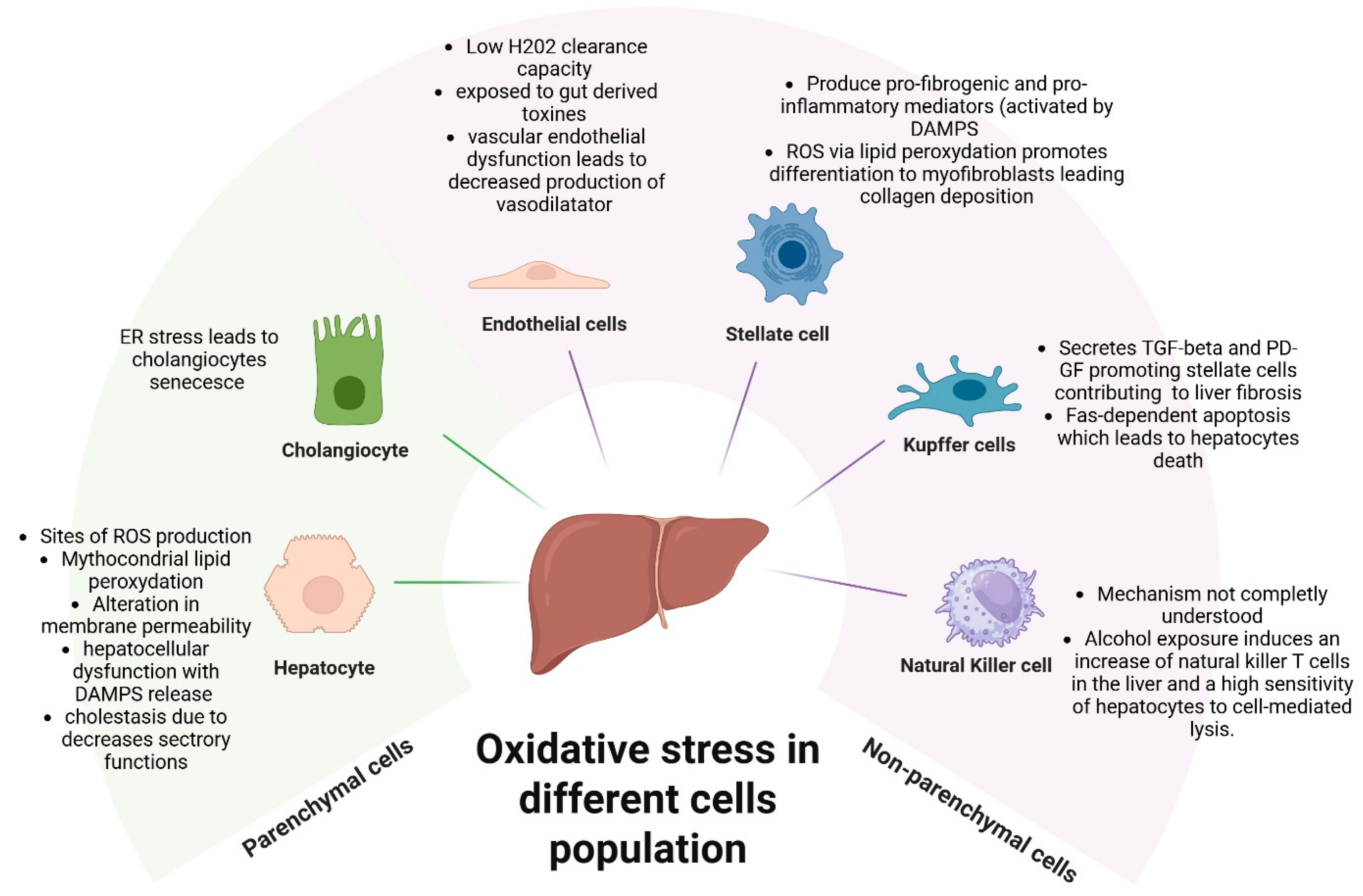 Antioxidants 15 00493 g002