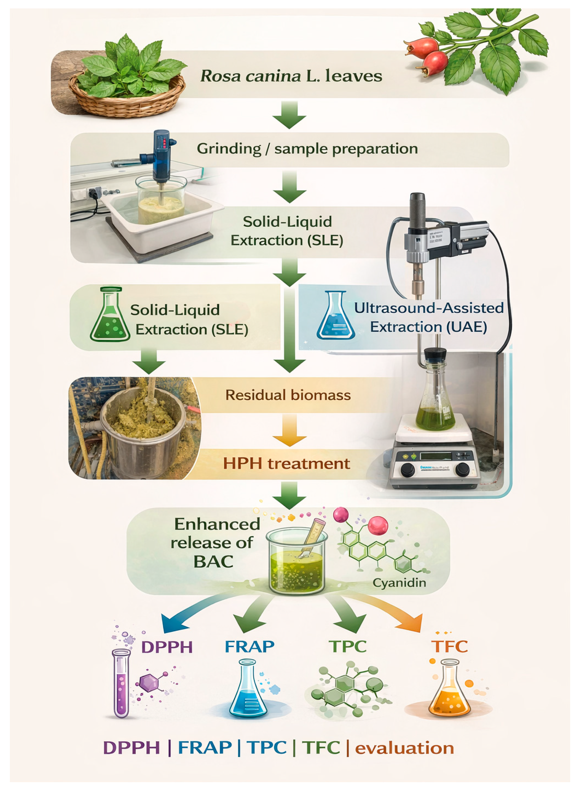 Antioxidants 15 00560 g001 Antioxidants 15 00560 g001