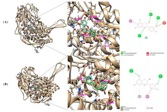 Antioxidants 15 00683 g006a Antioxidants 15 00683 g006a