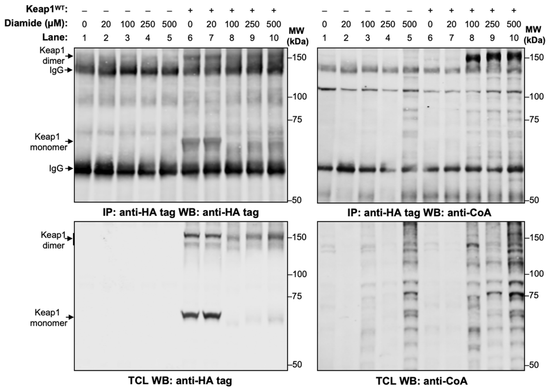 Antioxidants 15 00702 g001 Antioxidants 15 00702 g001