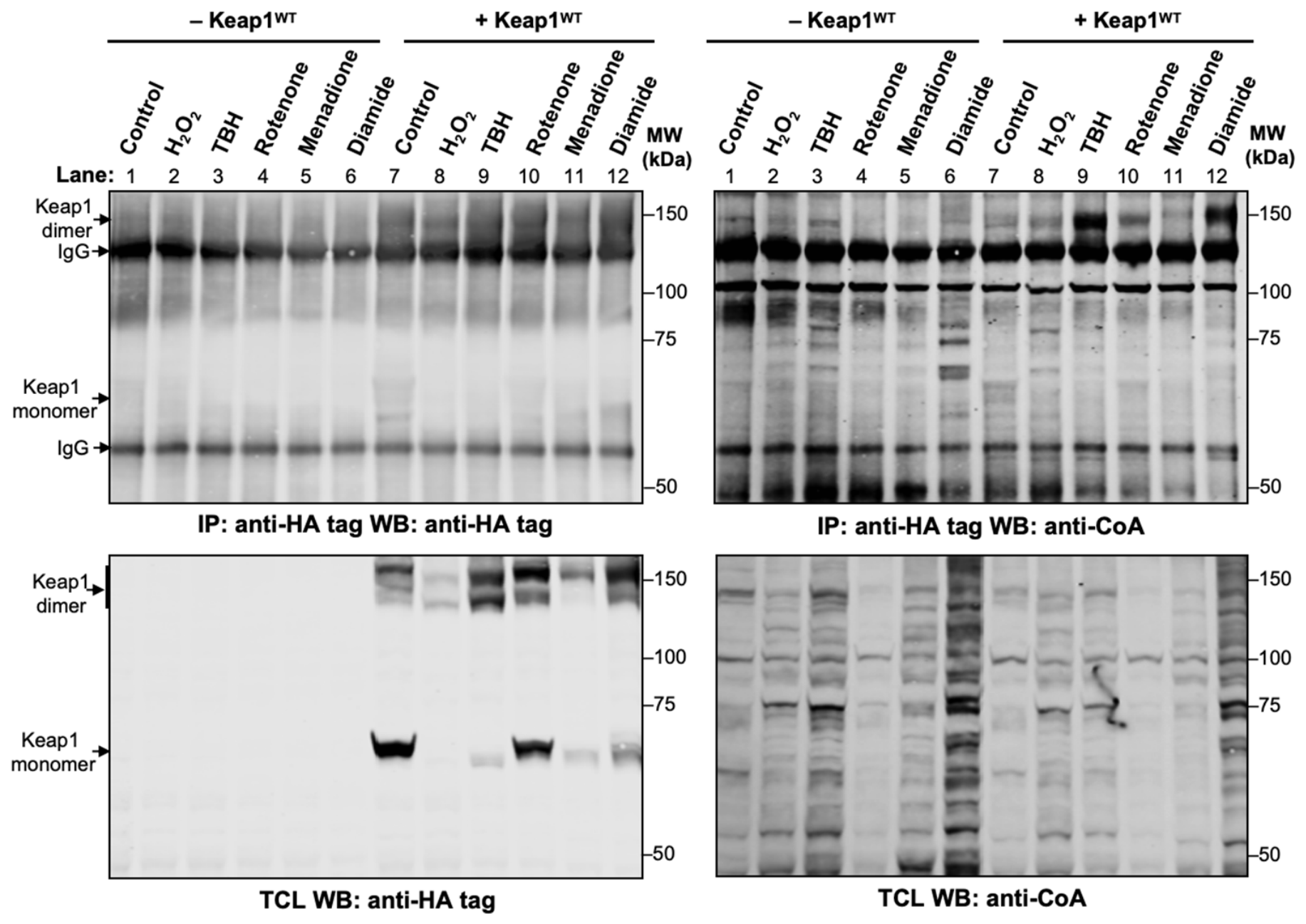Antioxidants 15 00702 g002 Antioxidants 15 00702 g002