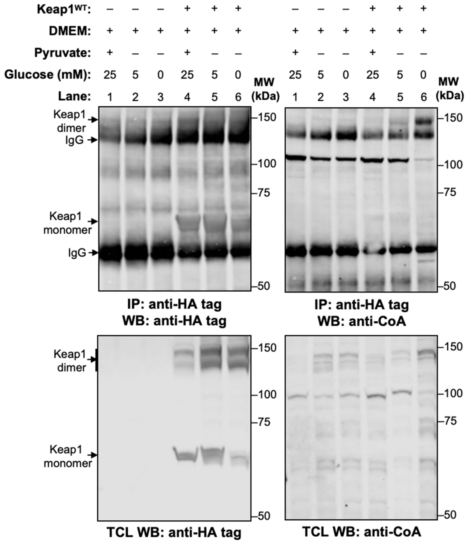 Antioxidants 15 00702 g003 Antioxidants 15 00702 g003