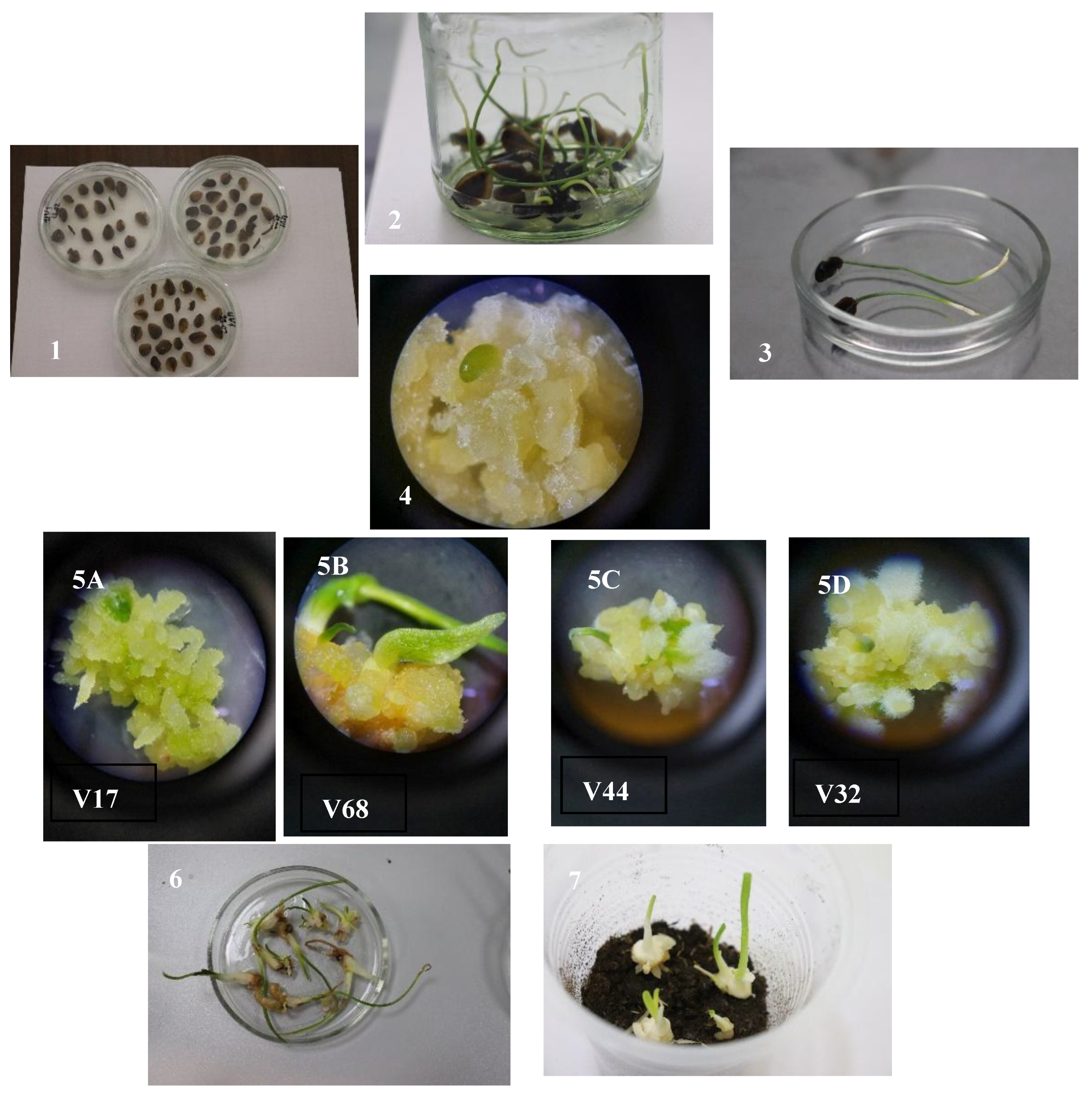 Antioxidants 15 00763 g003 Antioxidants 15 00763 g003