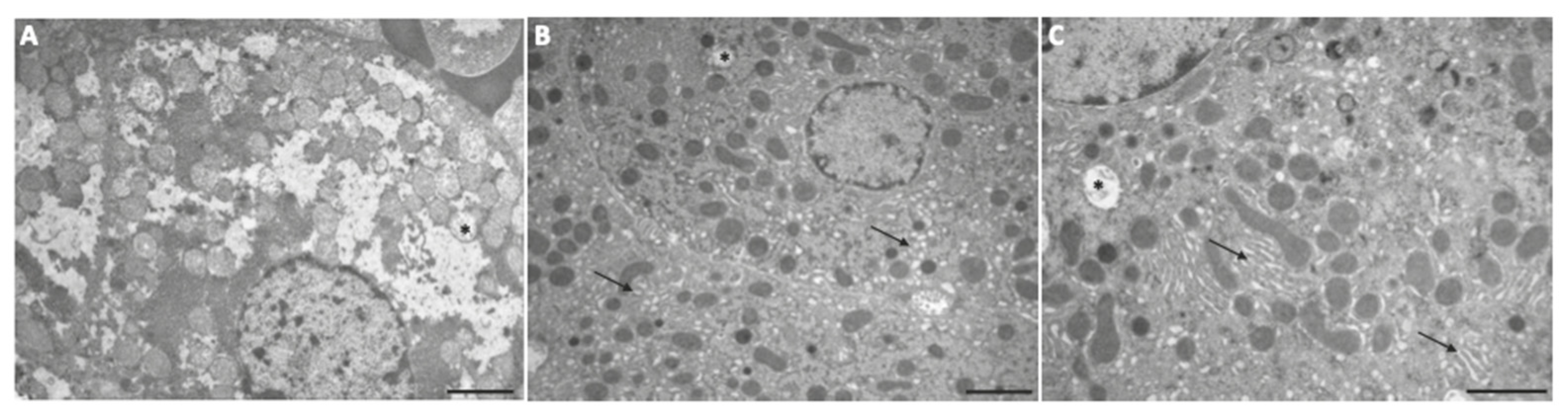 Antioxidants 15 00843 g003 Antioxidants 15 00843 g003