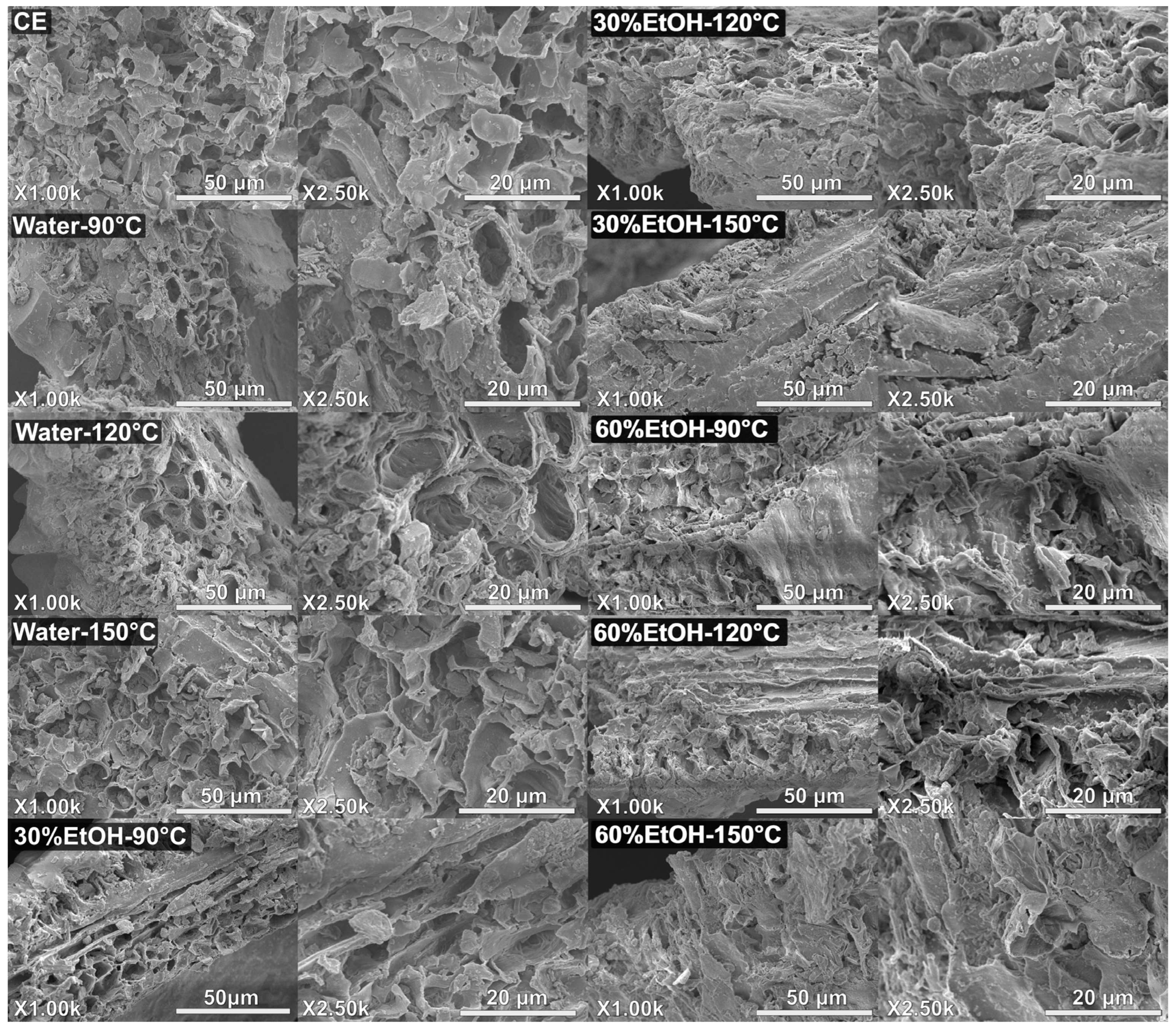 Antioxidants 15 00902 g005 Antioxidants 15 00902 g005
