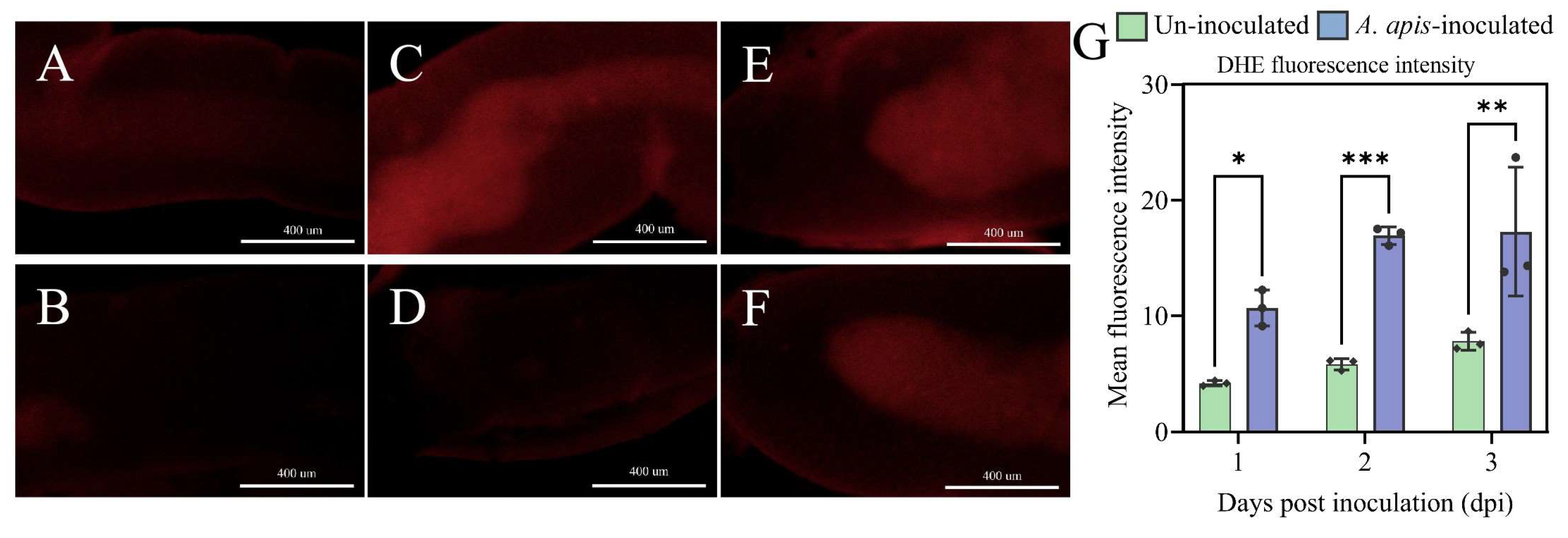 Antioxidants 15 00959 g006 Antioxidants 15 00959 g006