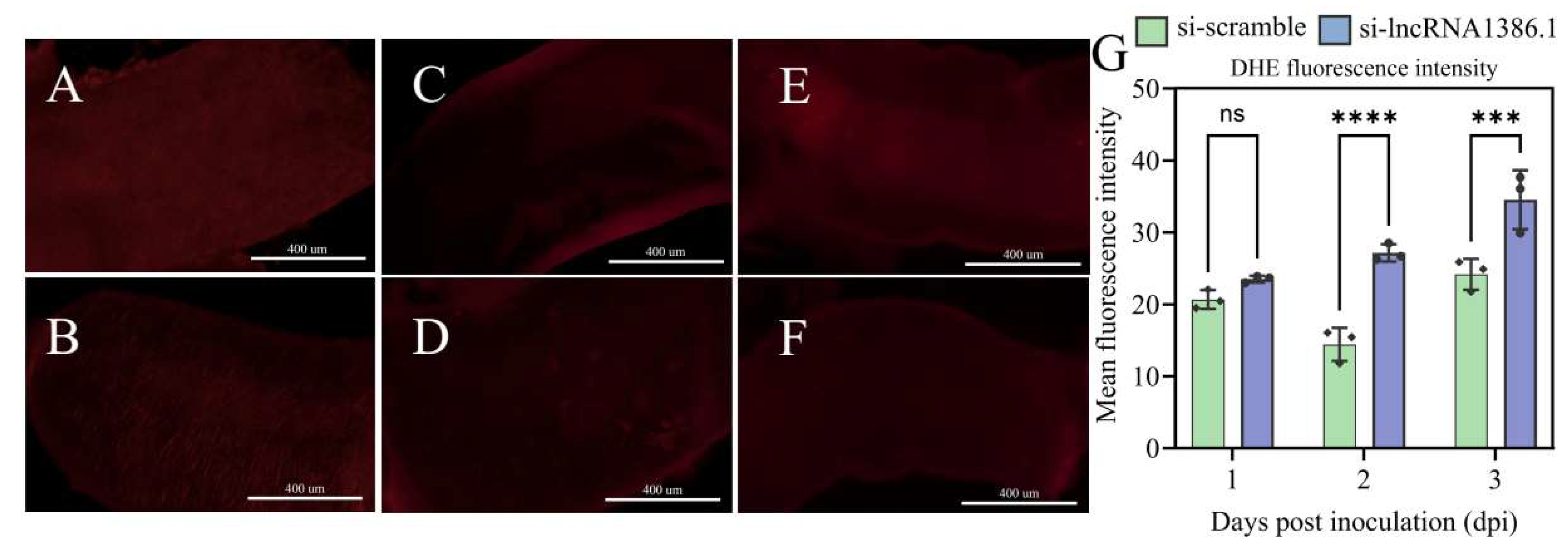 Antioxidants 15 00959 g007 Antioxidants 15 00959 g007