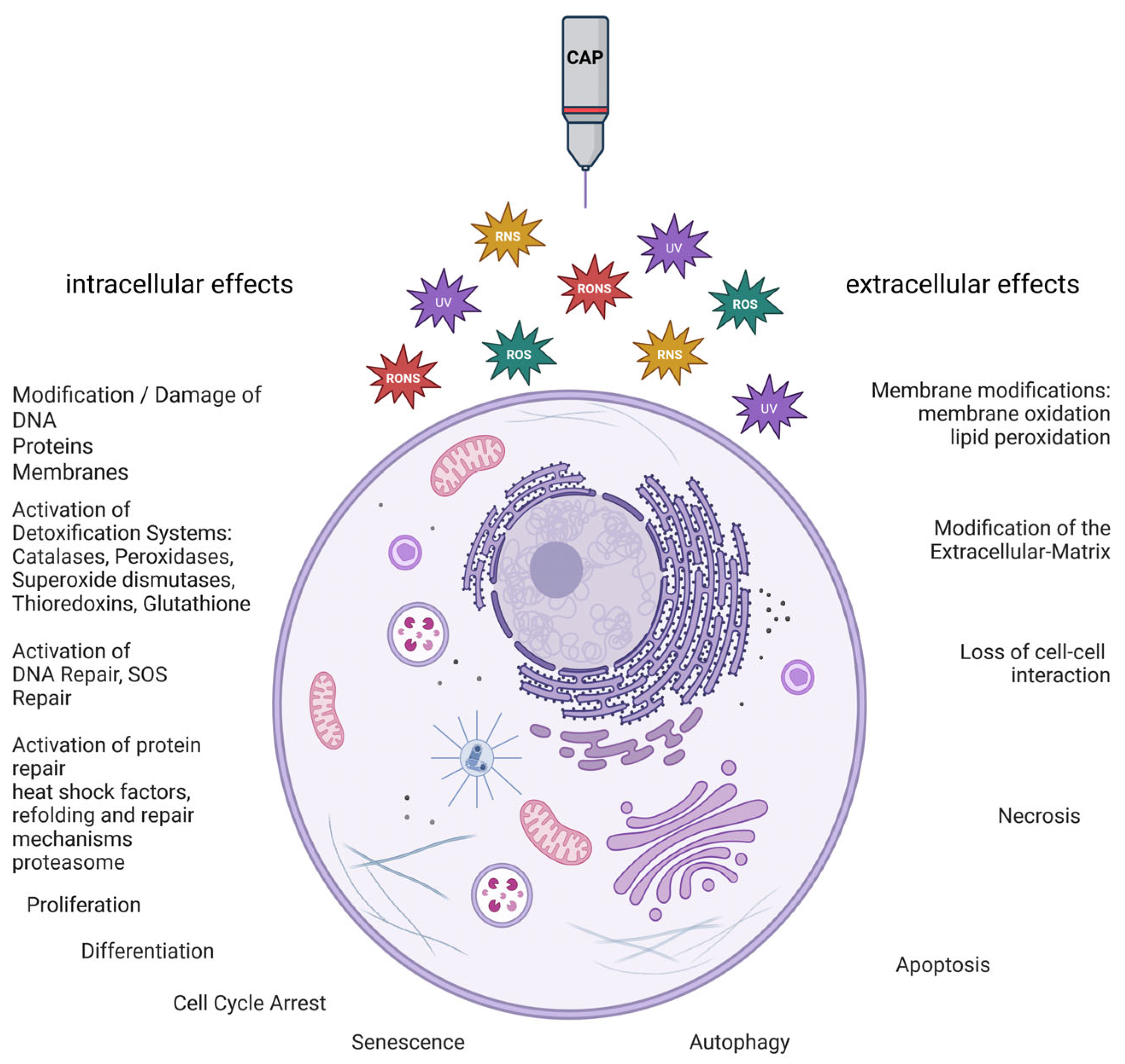 Antioxidants 15 01026 g001 Antioxidants 15 01026 g001