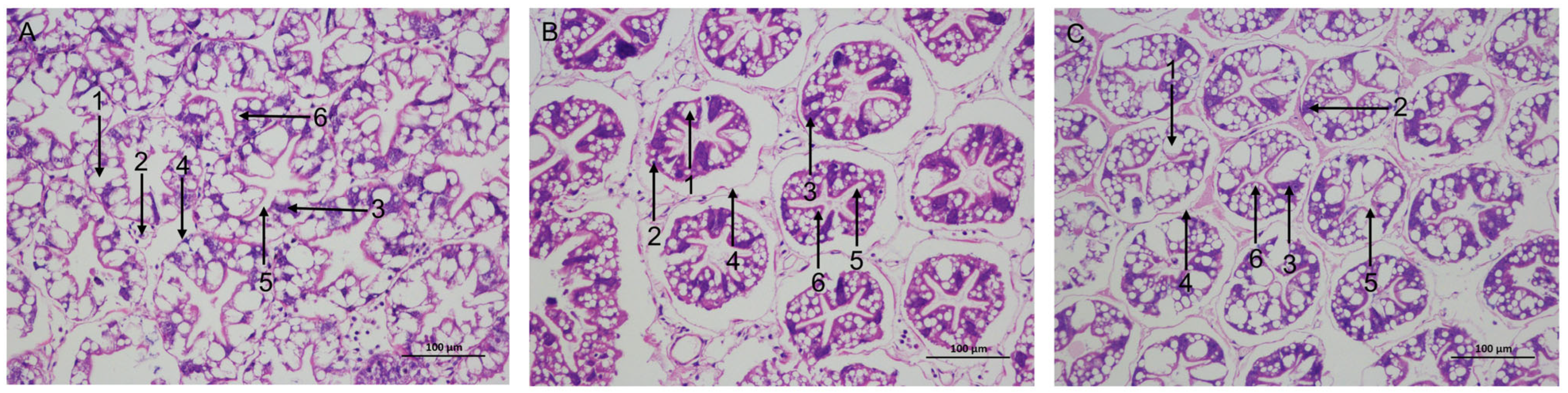 Antioxidants 15 01052 g001 Antioxidants 15 01052 g001