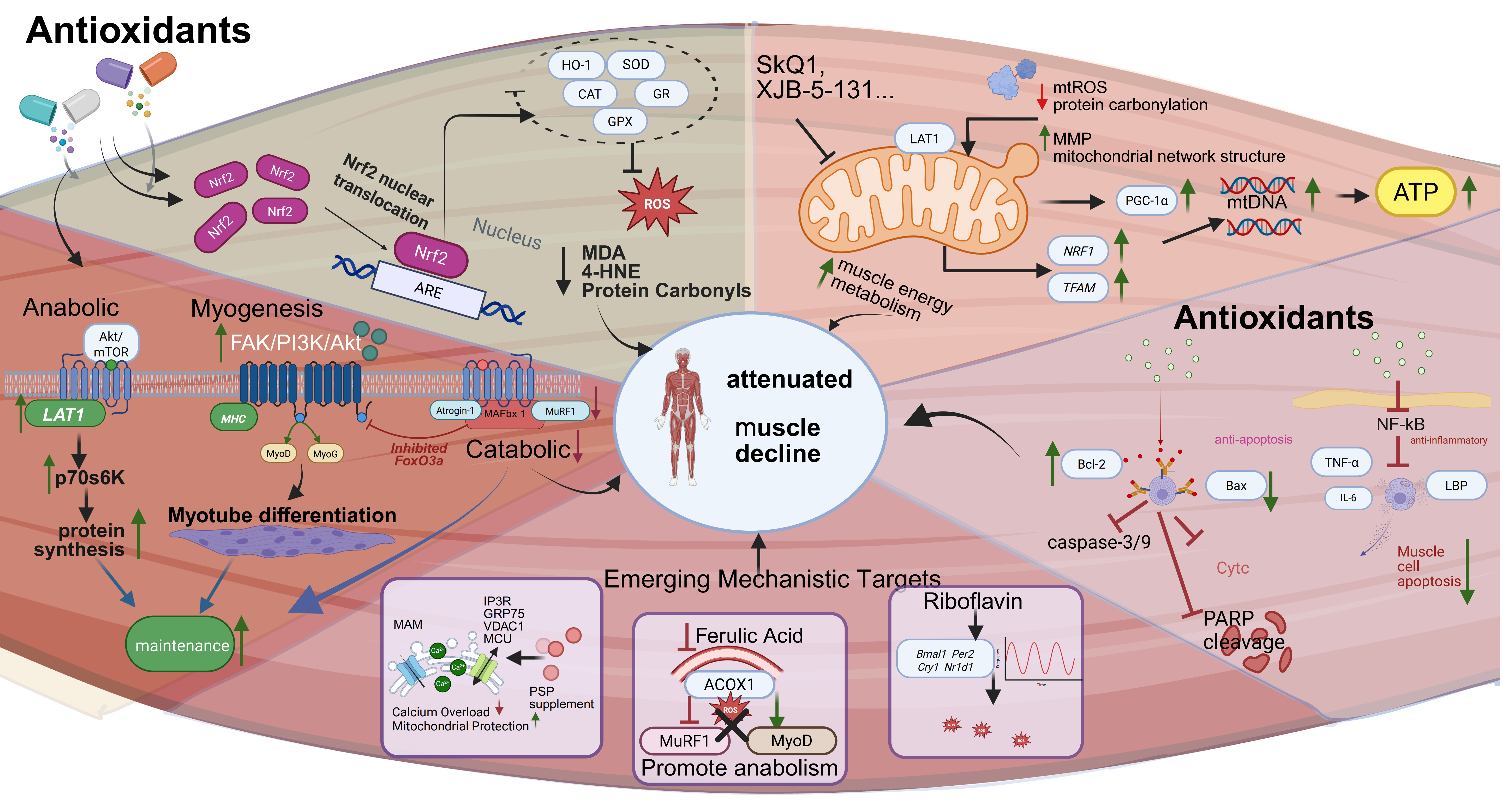 Antioxidants 15 01167 g003 Antioxidants 15 01167 g003