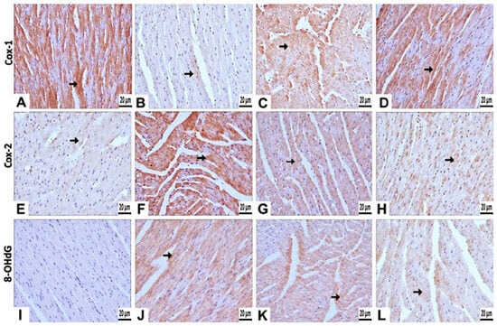 Antioxidants 15 01227 g005a Antioxidants 15 01227 g005a