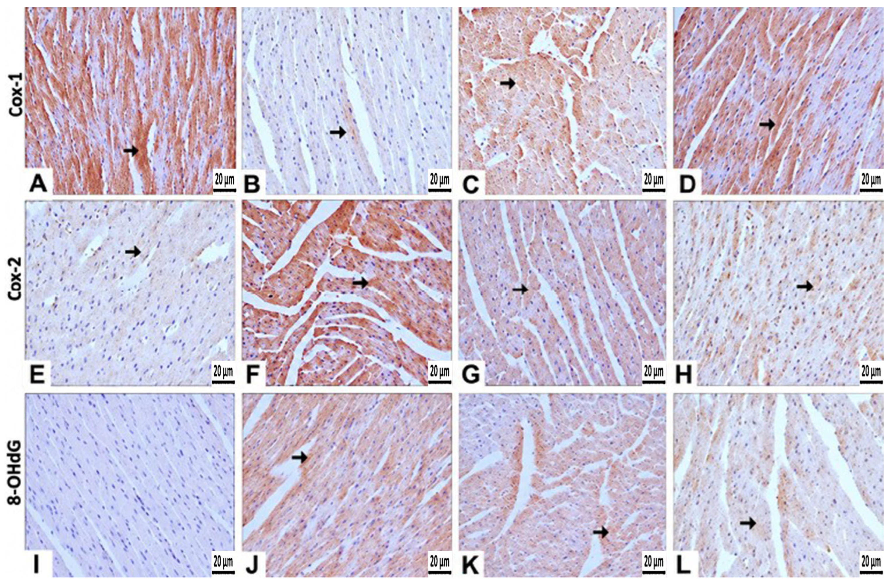 Antioxidants 15 01227 g005a Antioxidants 15 01227 g005a