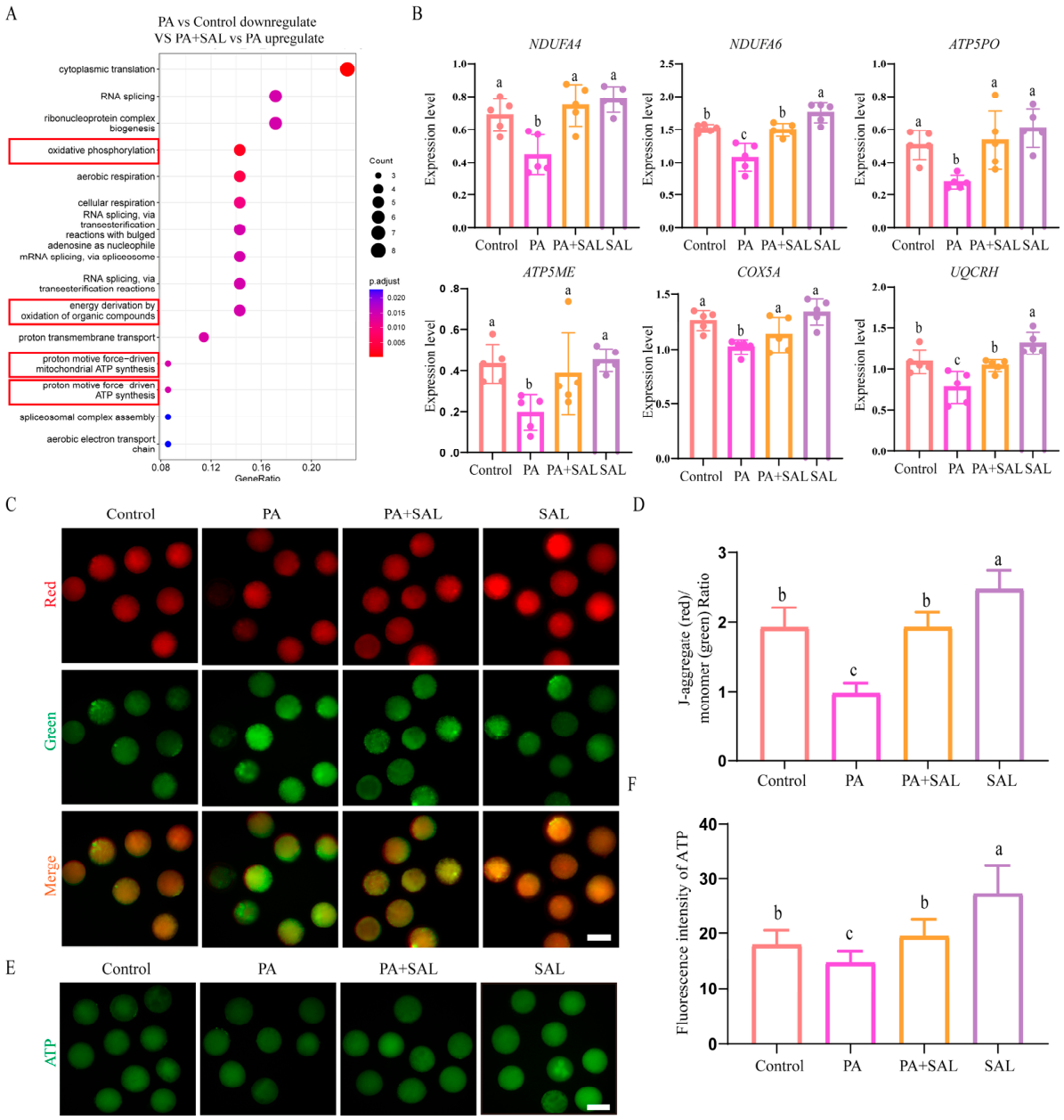 Antioxidants 15 01254 g006 Antioxidants 15 01254 g006