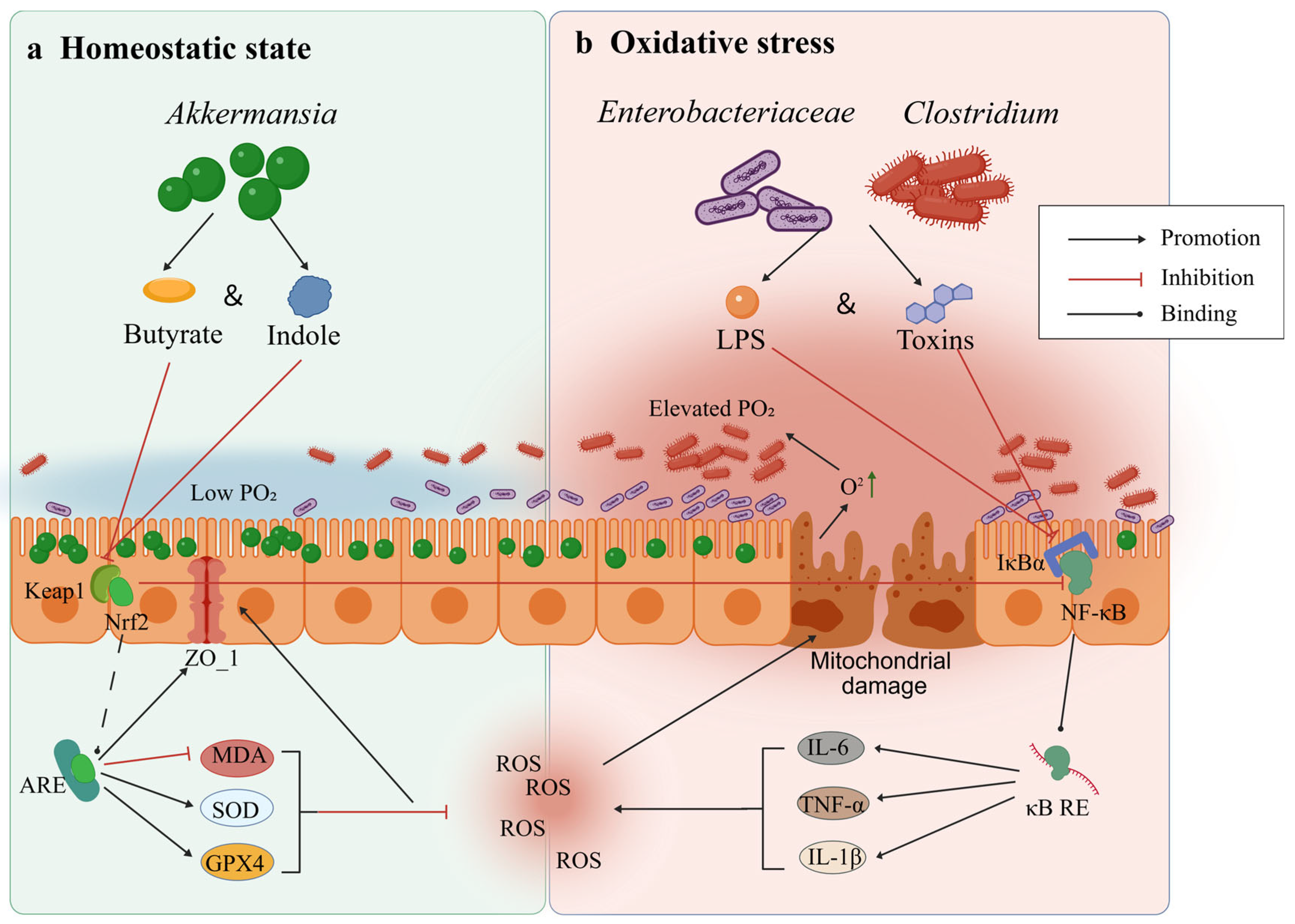 Antioxidants 15 01255 sch001 Antioxidants 15 01255 sch001
