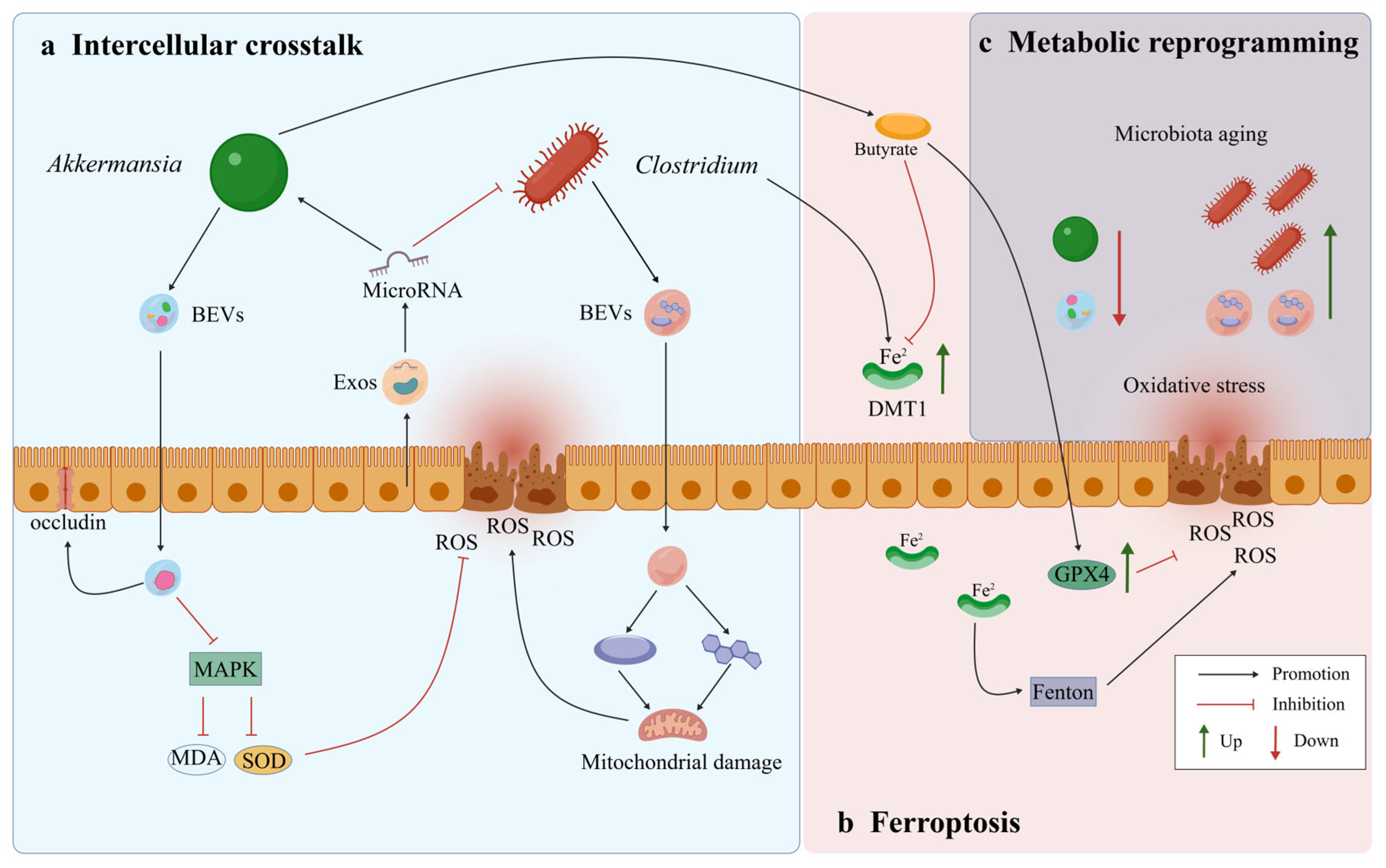 Antioxidants 15 01255 sch002 Antioxidants 15 01255 sch002