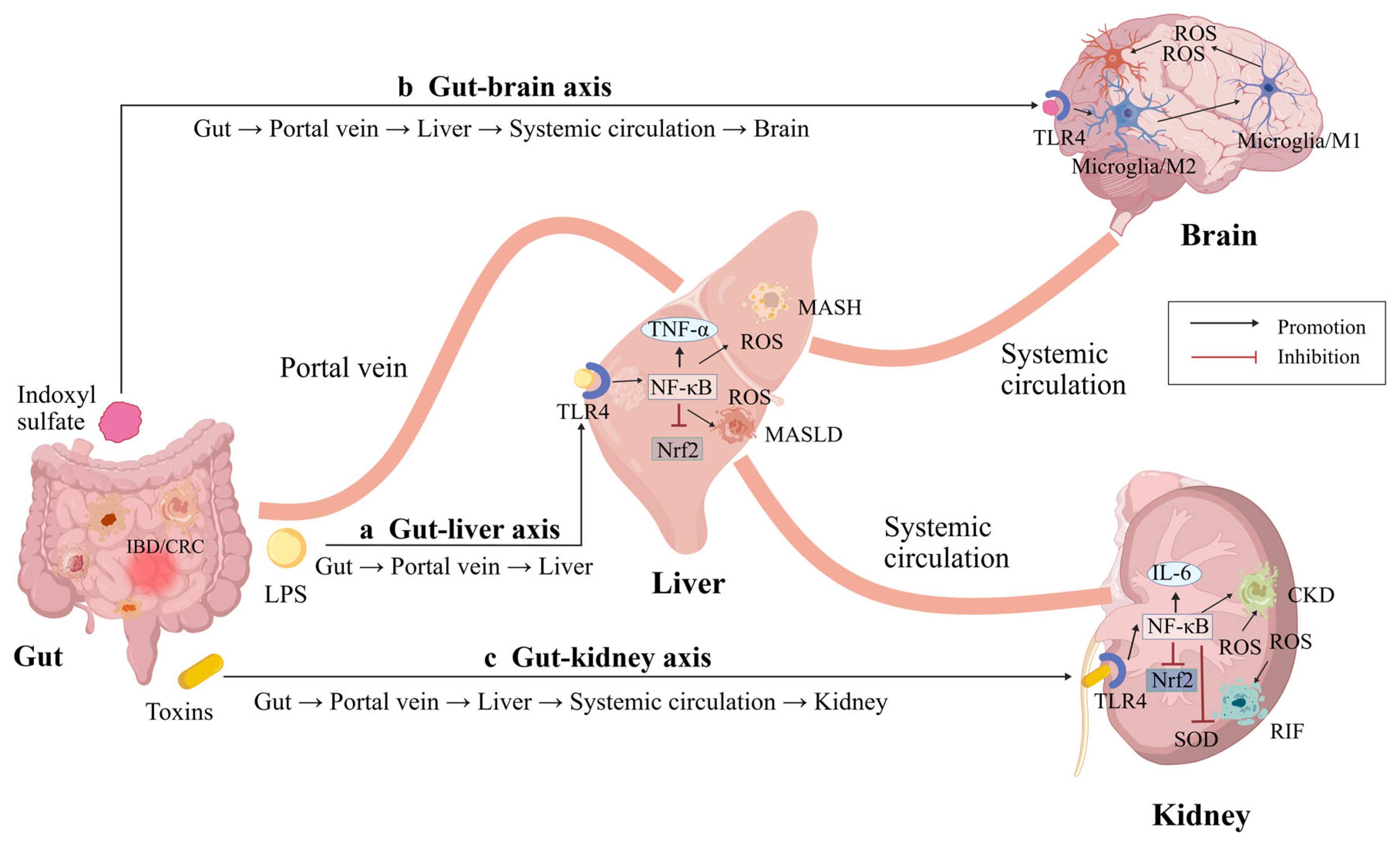 Antioxidants 15 01255 sch003 Antioxidants 15 01255 sch003