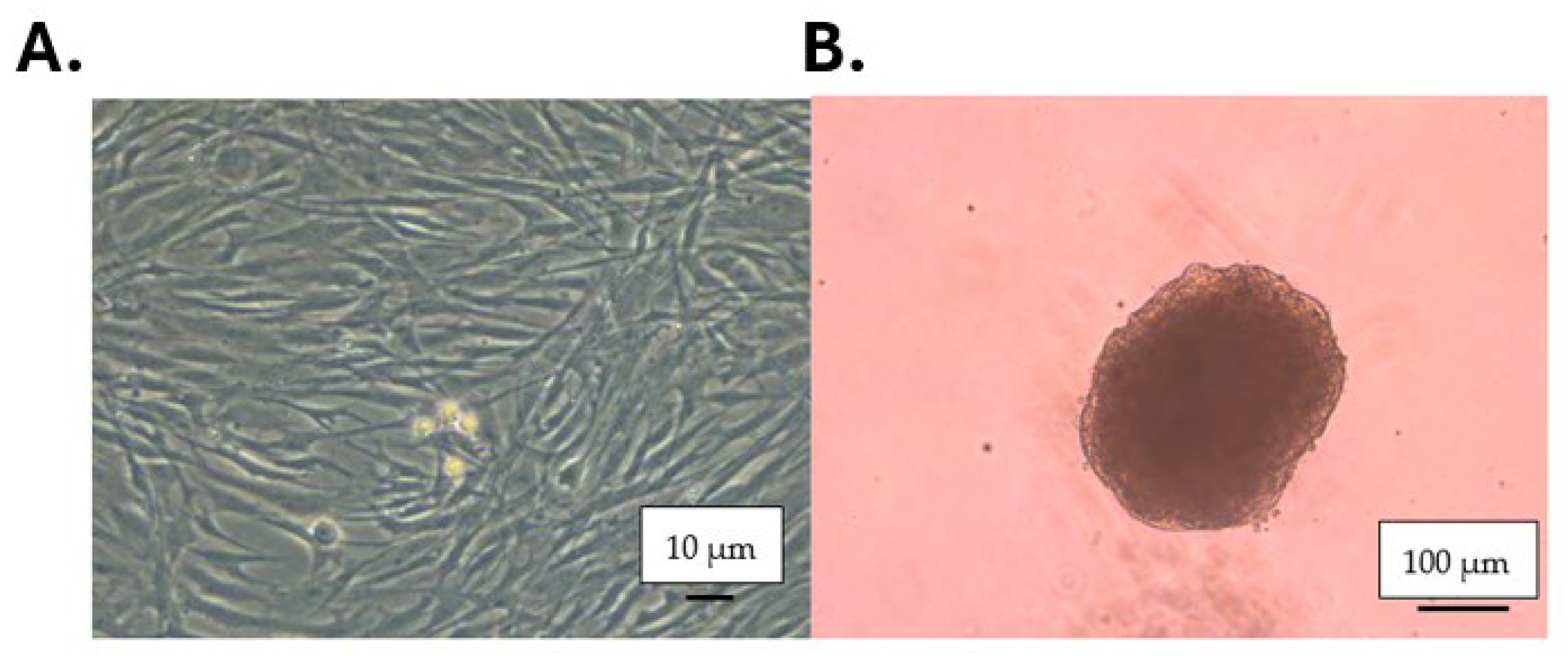 Antioxidants 15 01311 g001 Antioxidants 15 01311 g001