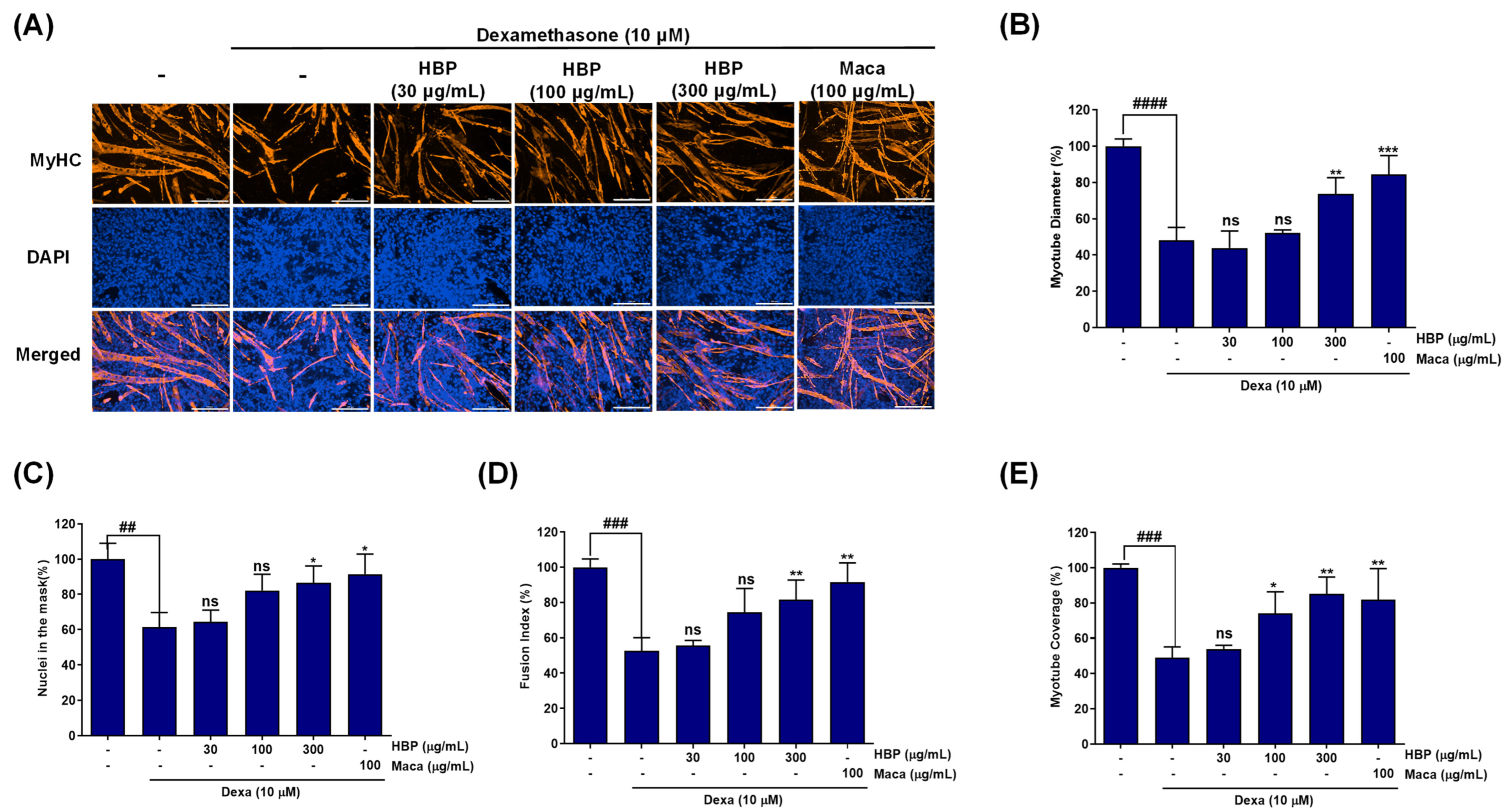 Antioxidants 15 01320 g004 Antioxidants 15 01320 g004