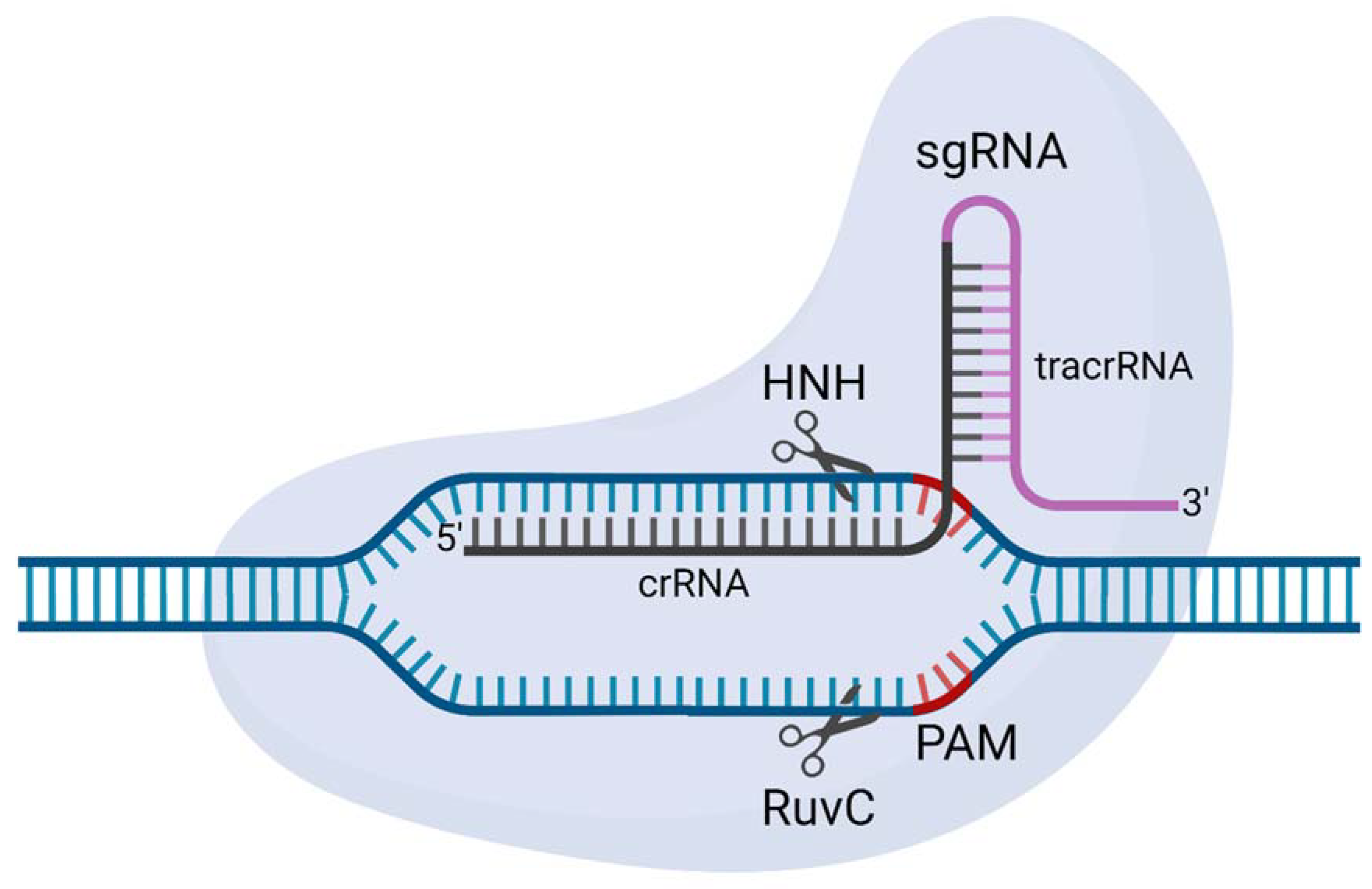 Applbiosci 02 00006 g004