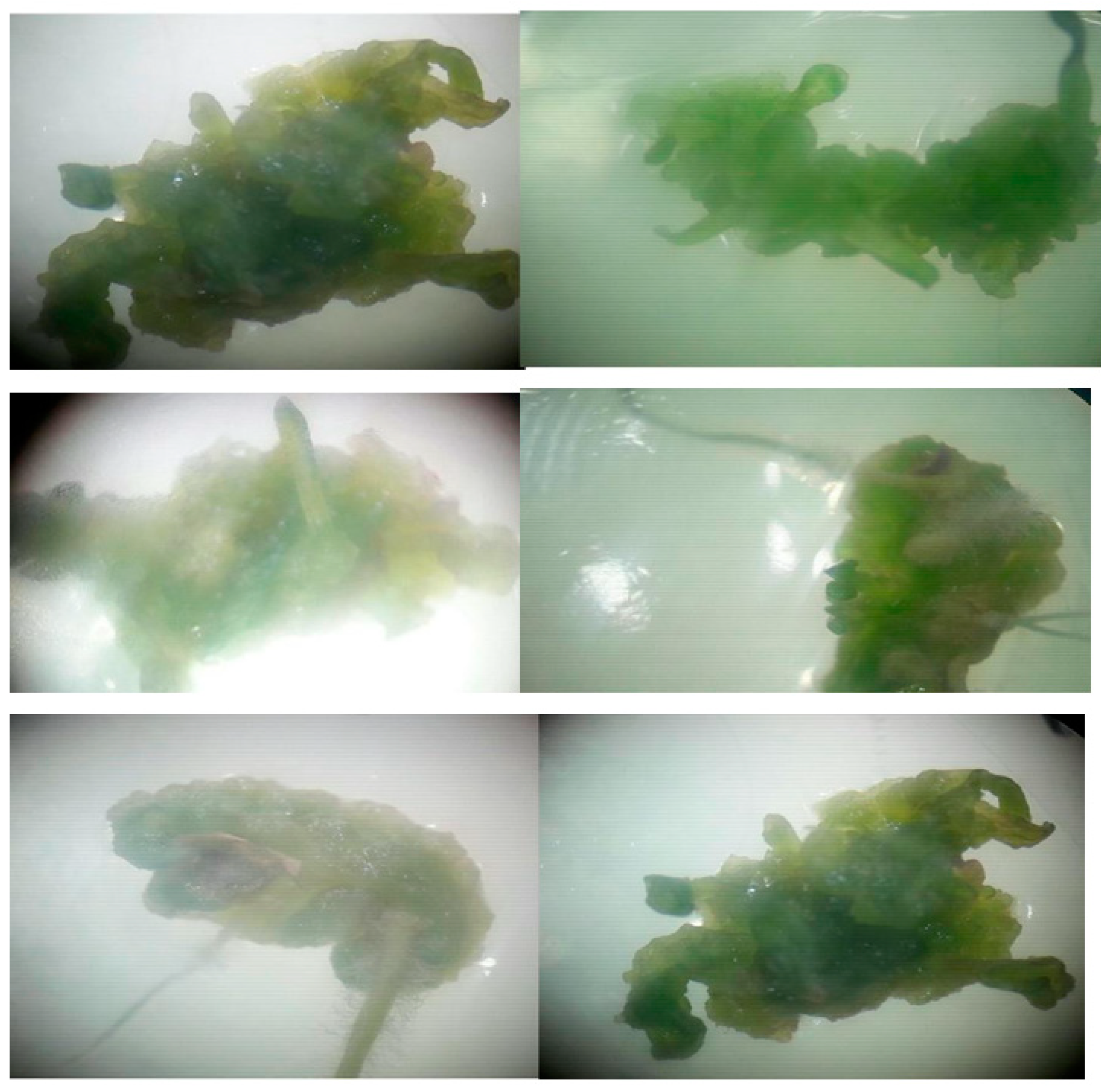 Applbiosci 02 00008 g001