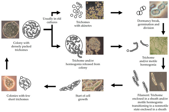 Applbiosci 04 00026 g001