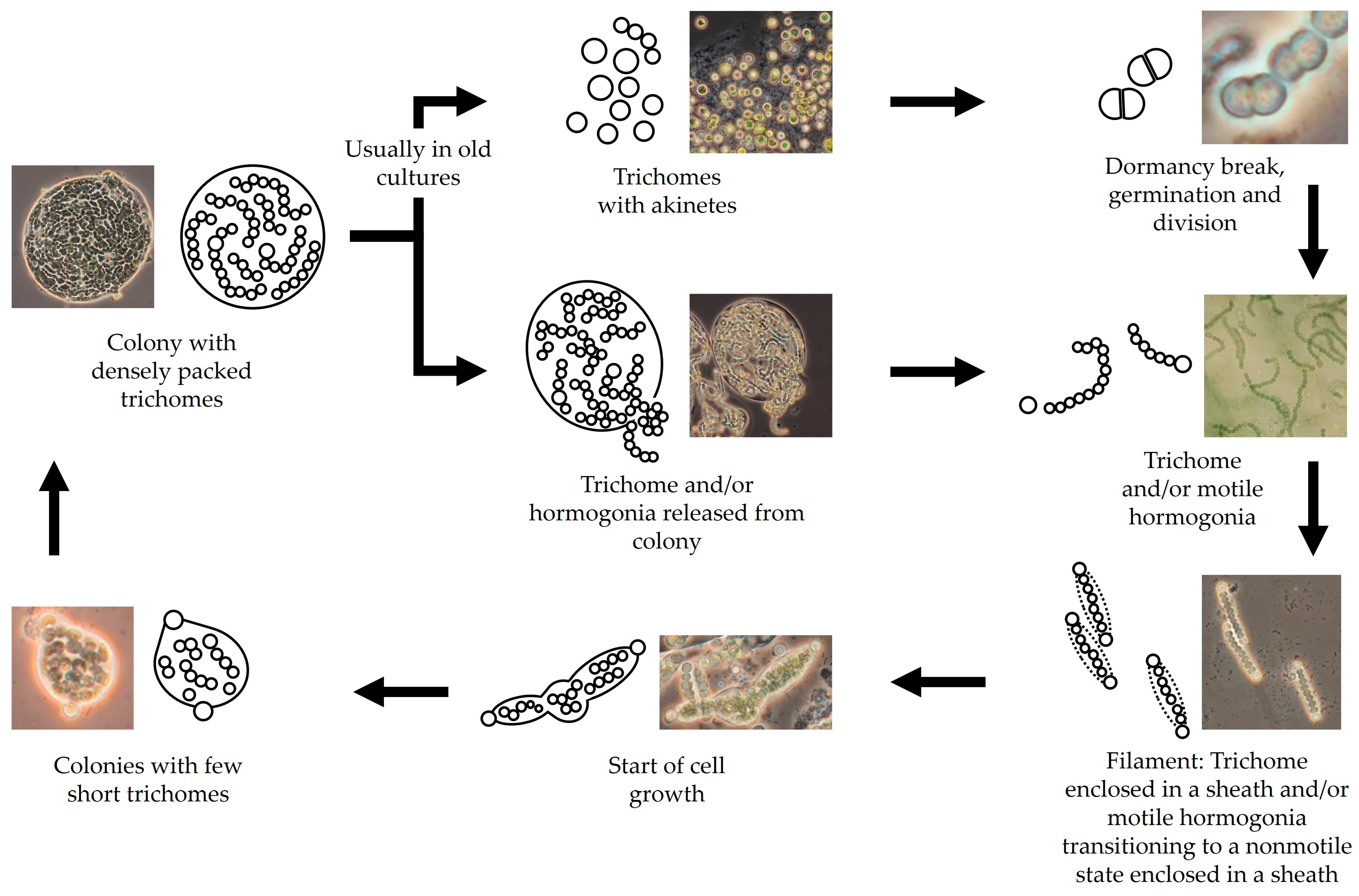 Applbiosci 04 00026 g001