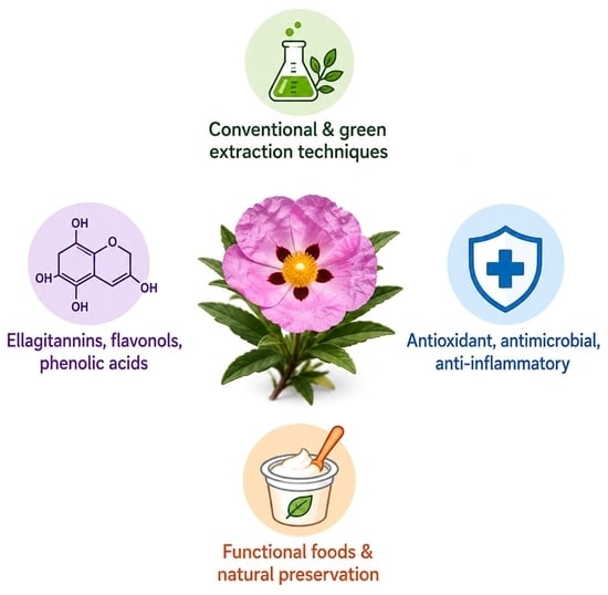 Conceptual overview of extraction methods, polyphenolic classes, biological activities, and food applications of Cistus creticus extracts.