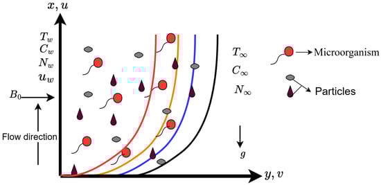 Physical representation of the problem [30].