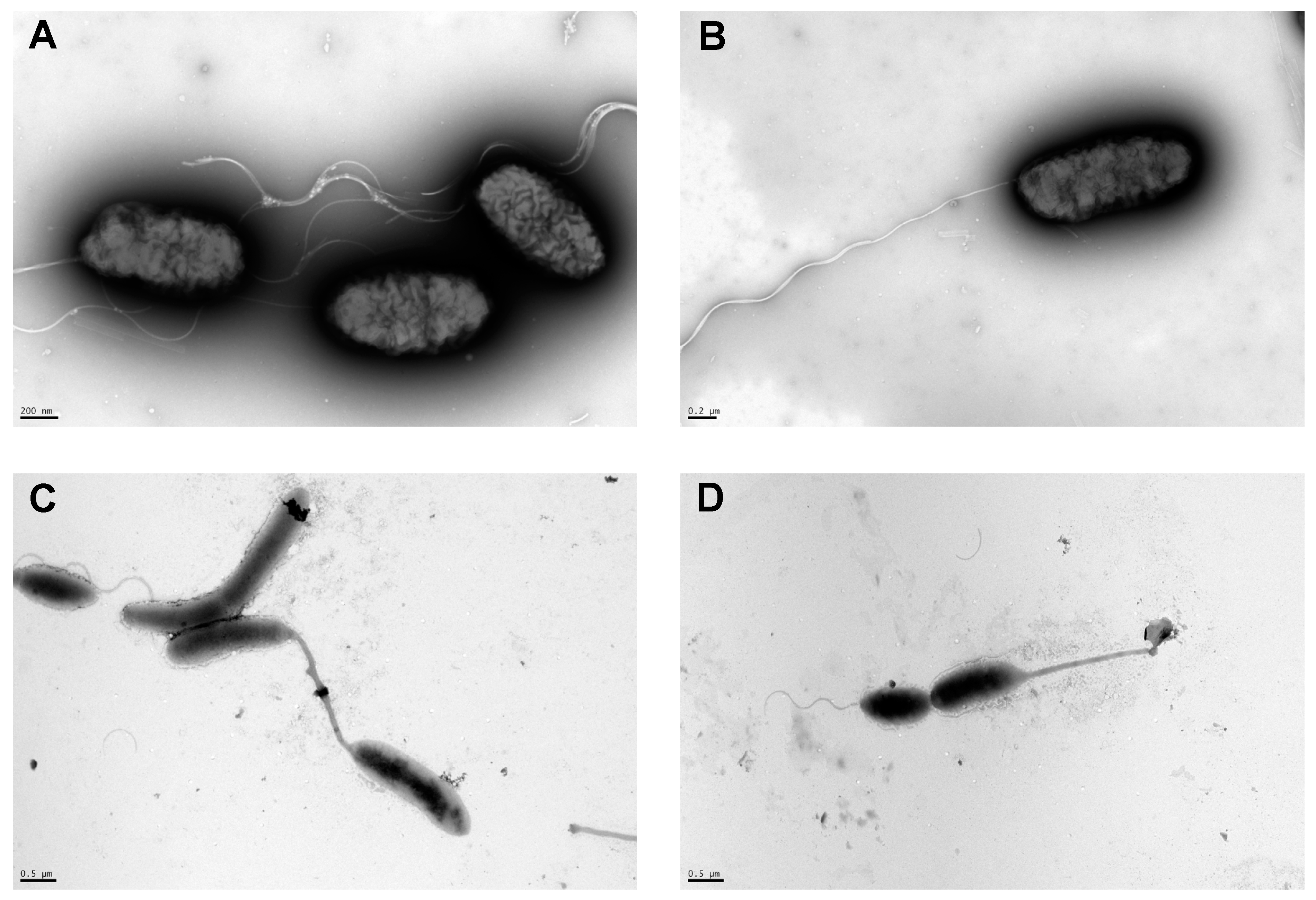 Applmicrobiol 01 00005 g004