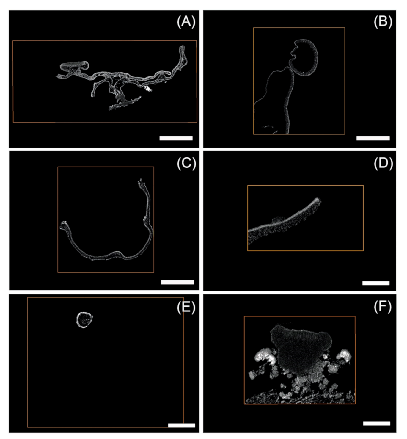 Applmicrobiol 01 00015 g003 Applmicrobiol 01 00015 g003