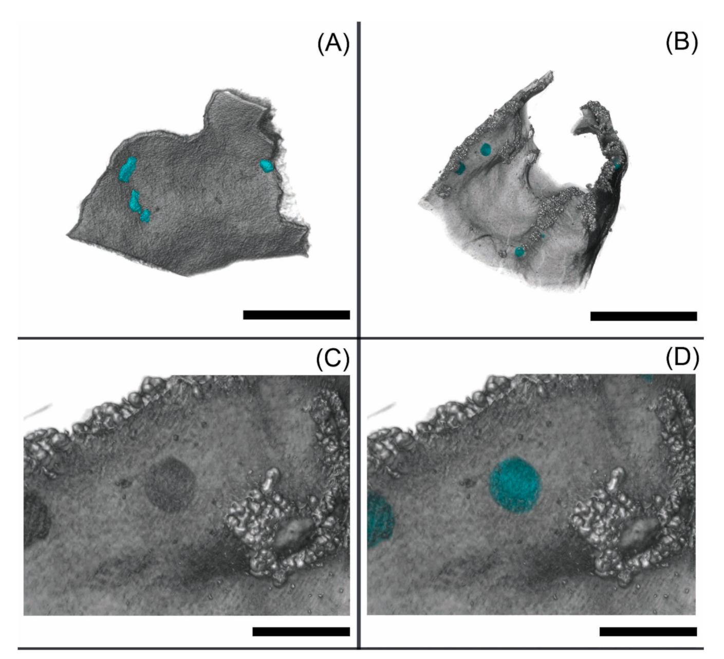 Applmicrobiol 01 00015 g004 Applmicrobiol 01 00015 g004