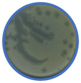 Applmicrobiol 01 00021 i003