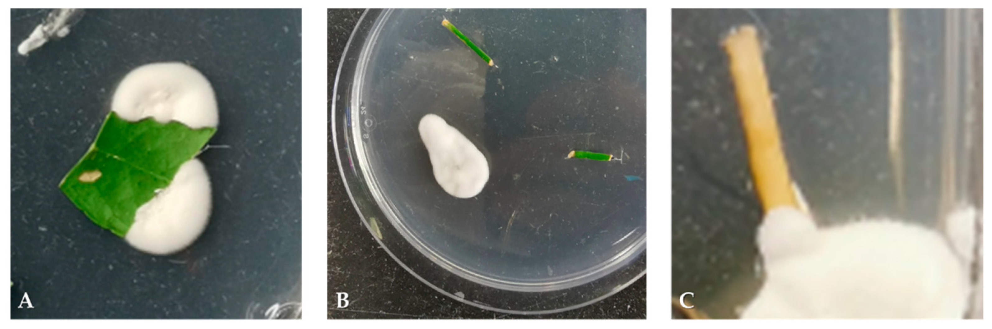 Applmicrobiol 02 00044 g001