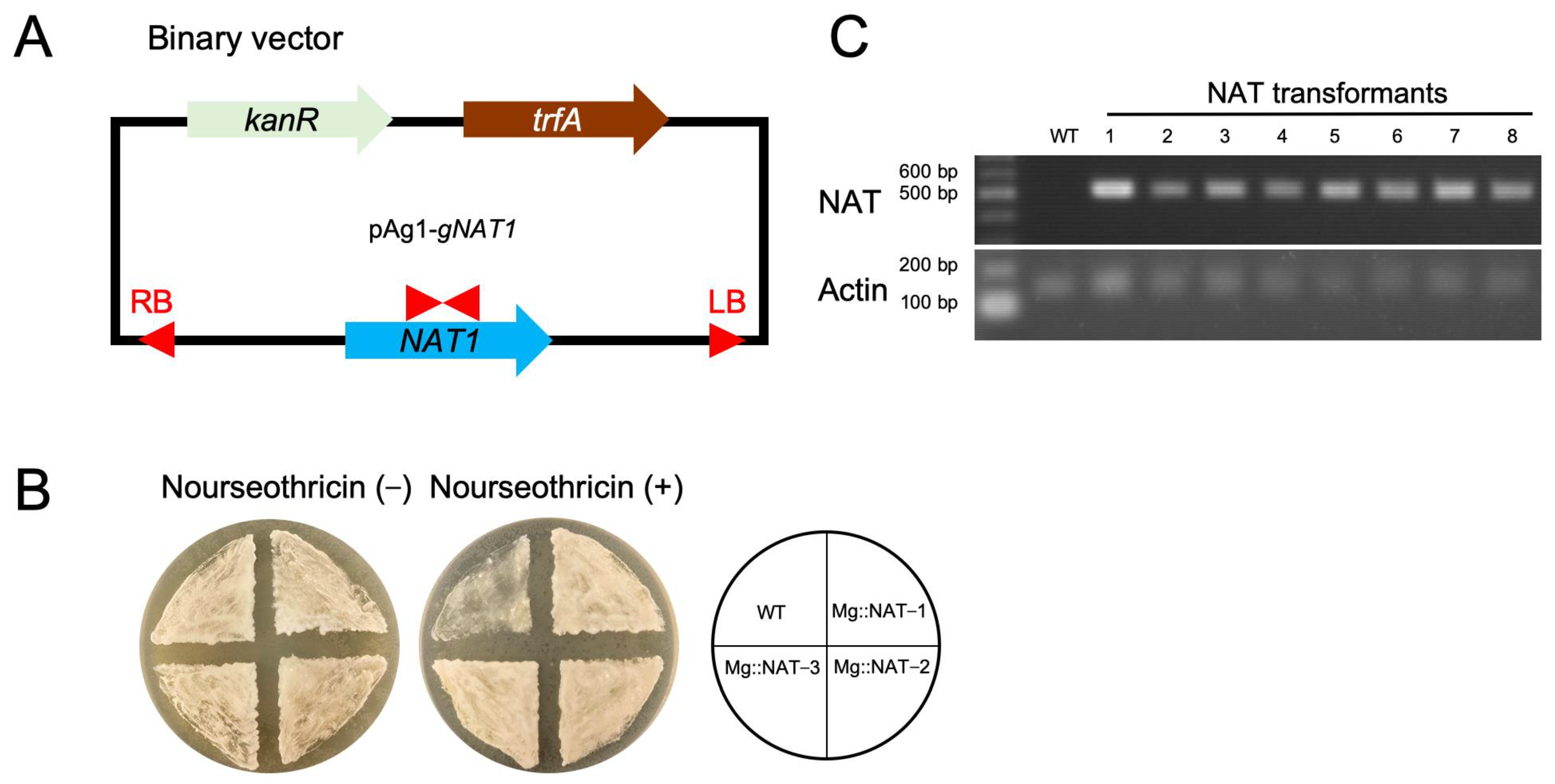 Applmicrobiol 02 00063 g001