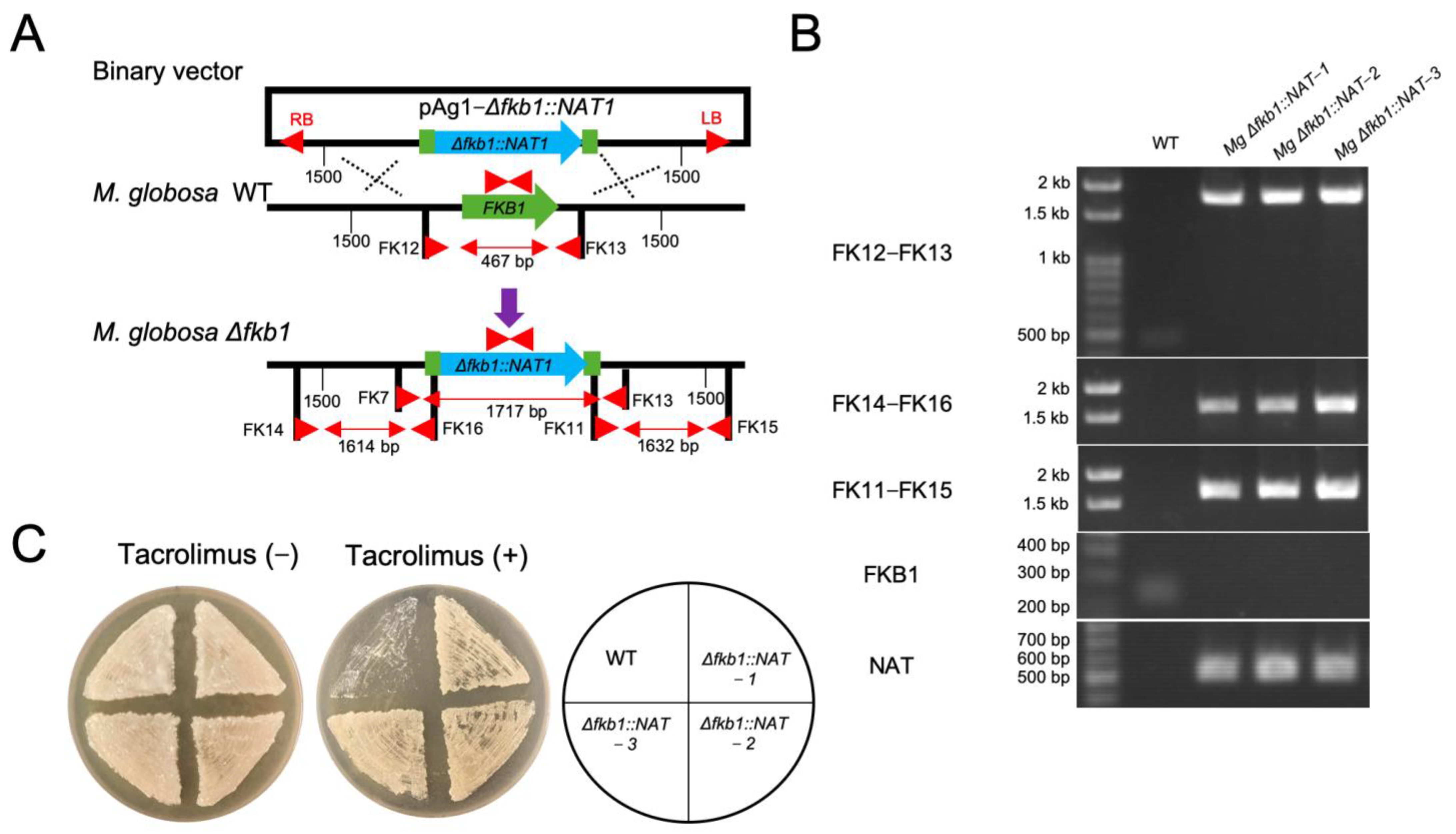 Applmicrobiol 02 00063 g002