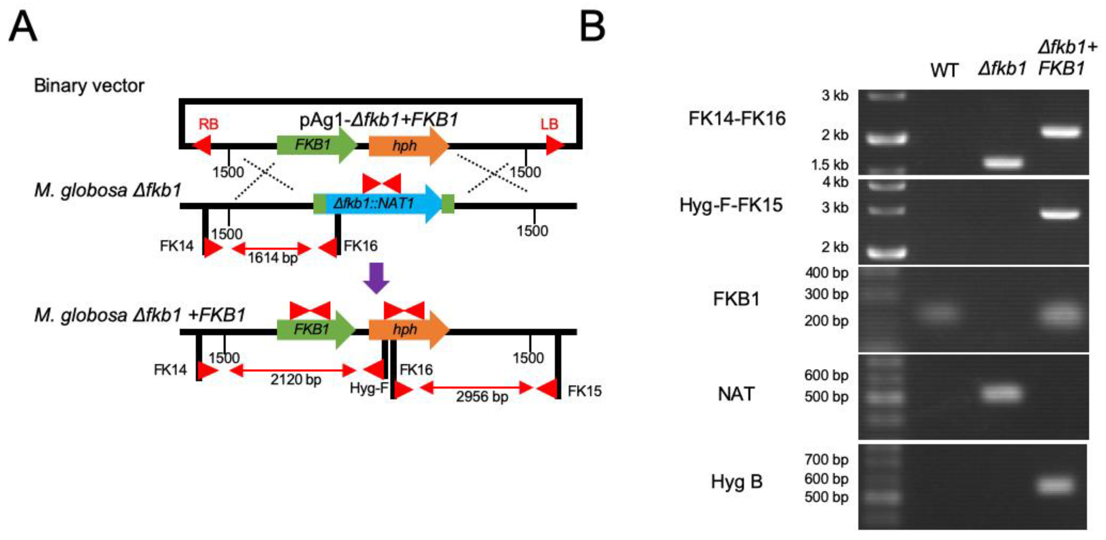 Applmicrobiol 02 00063 g003