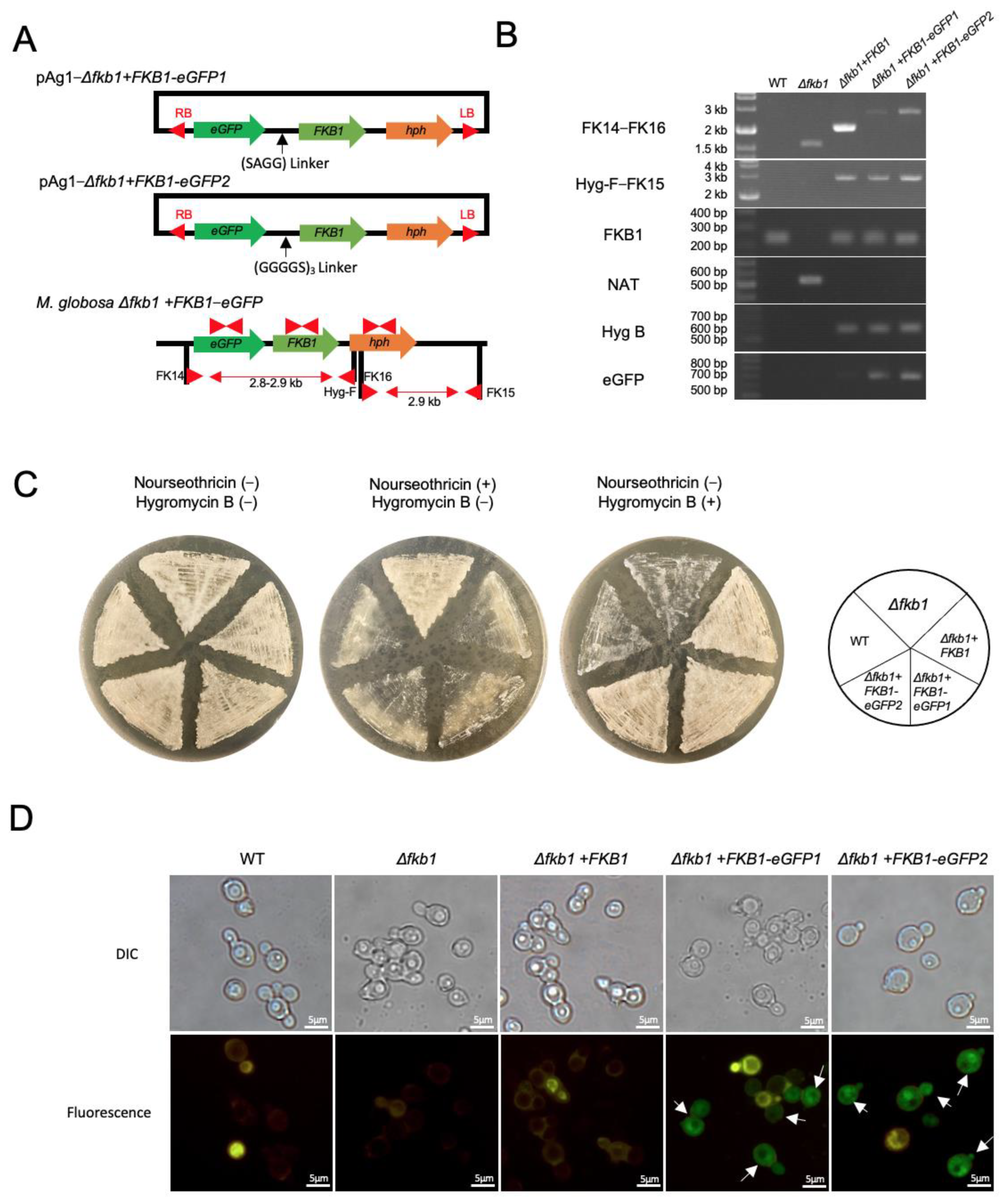 Applmicrobiol 02 00063 g004