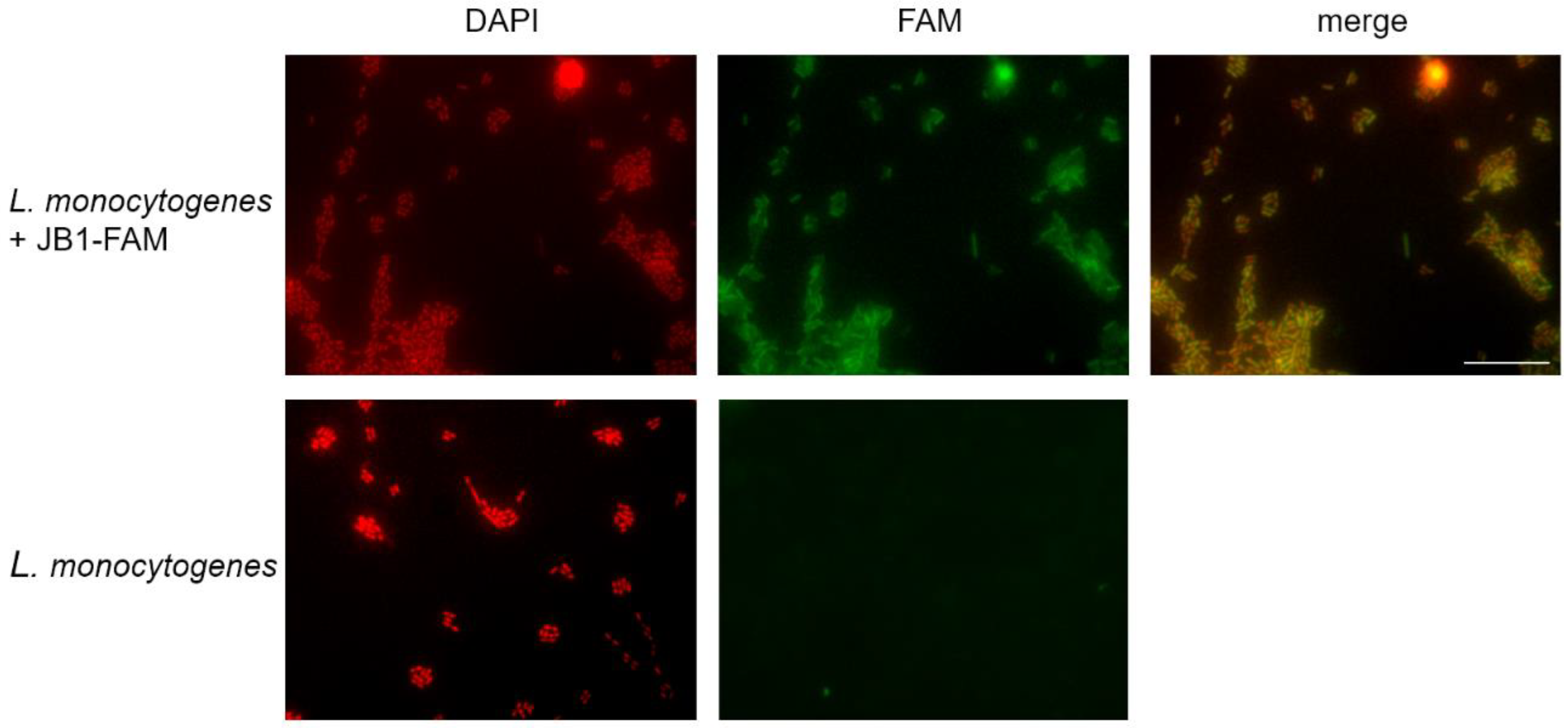 Applmicrobiol 02 00070 g004 Applmicrobiol 02 00070 g004