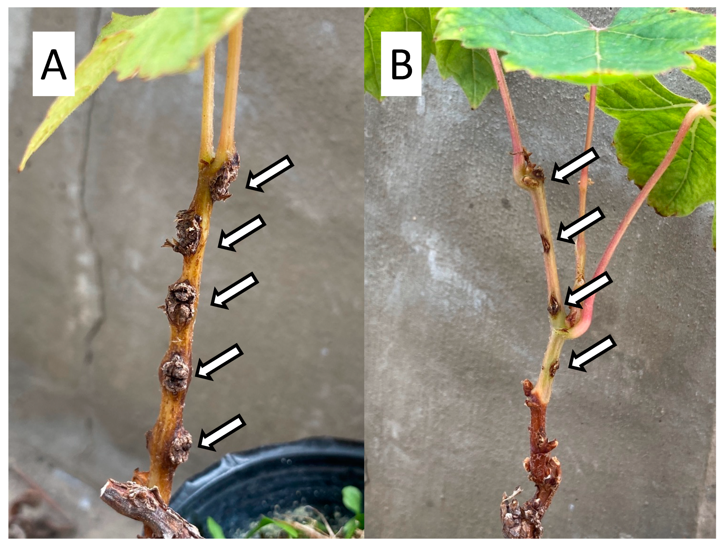 Applmicrobiol 02 00075 g003