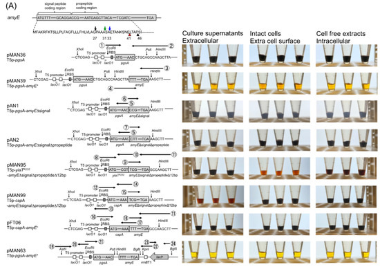 Applmicrobiol 03 00026 g002a