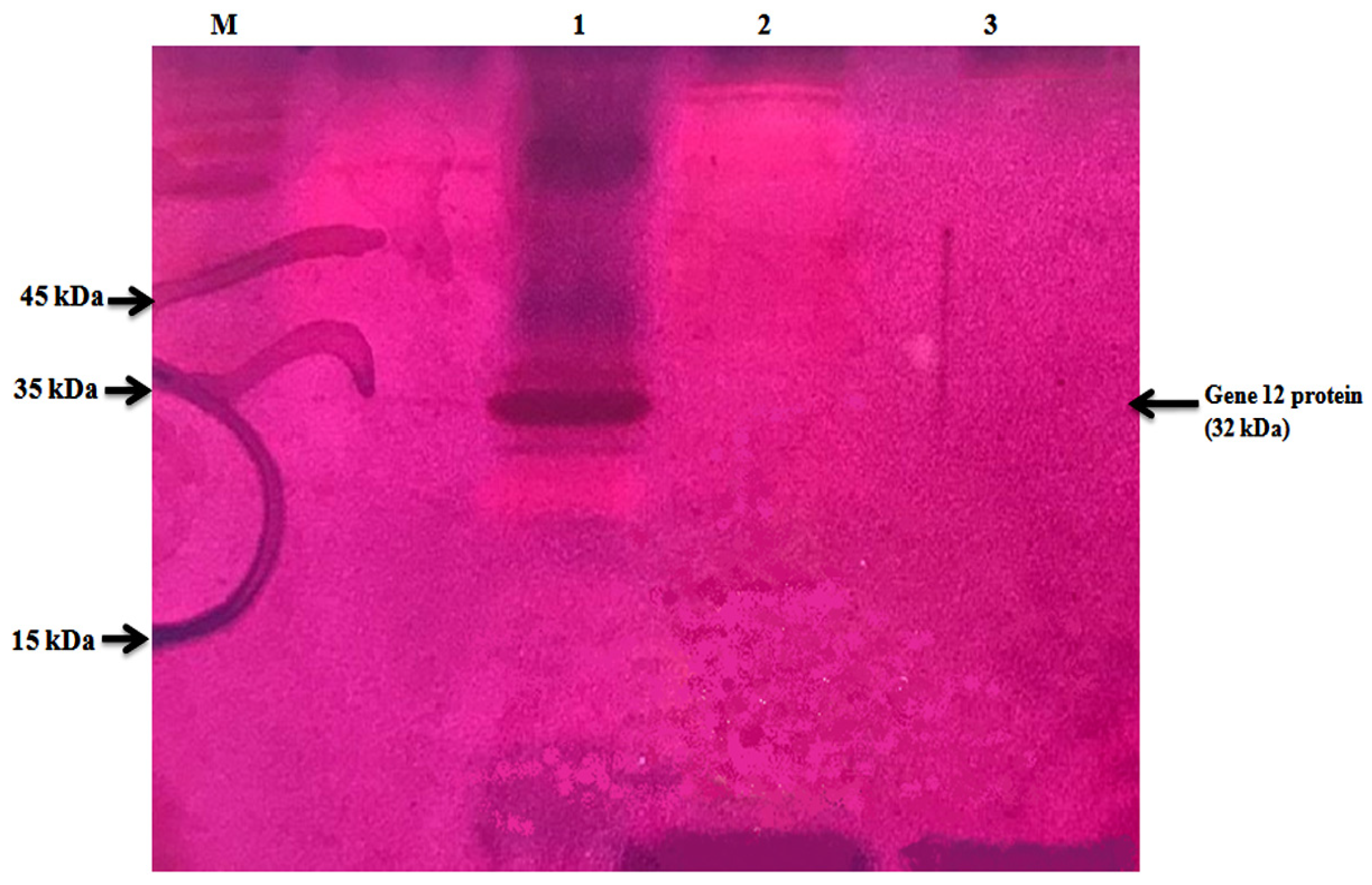 Applmicrobiol 03 00080 g001