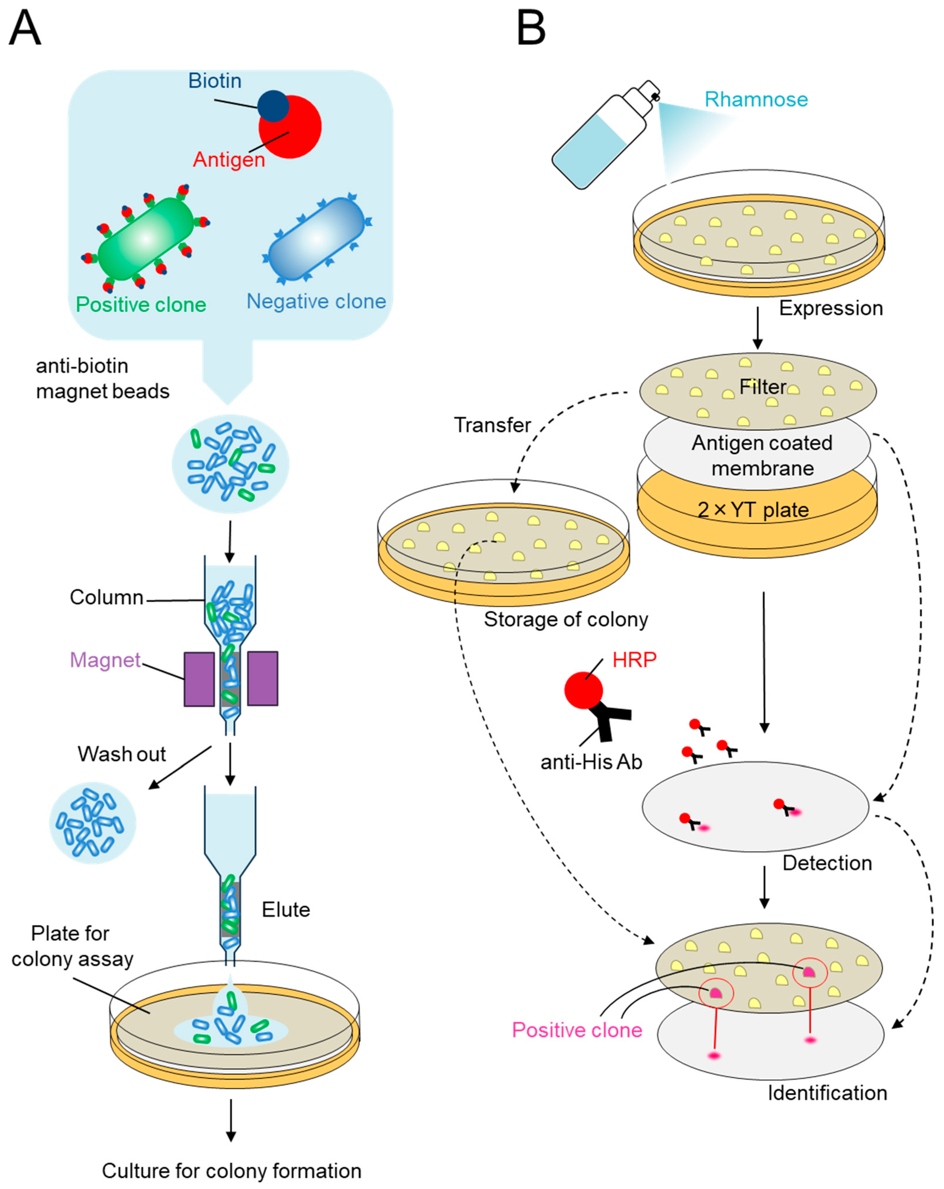 Applmicrobiol 04 00016 g003 Applmicrobiol 04 00016 g003