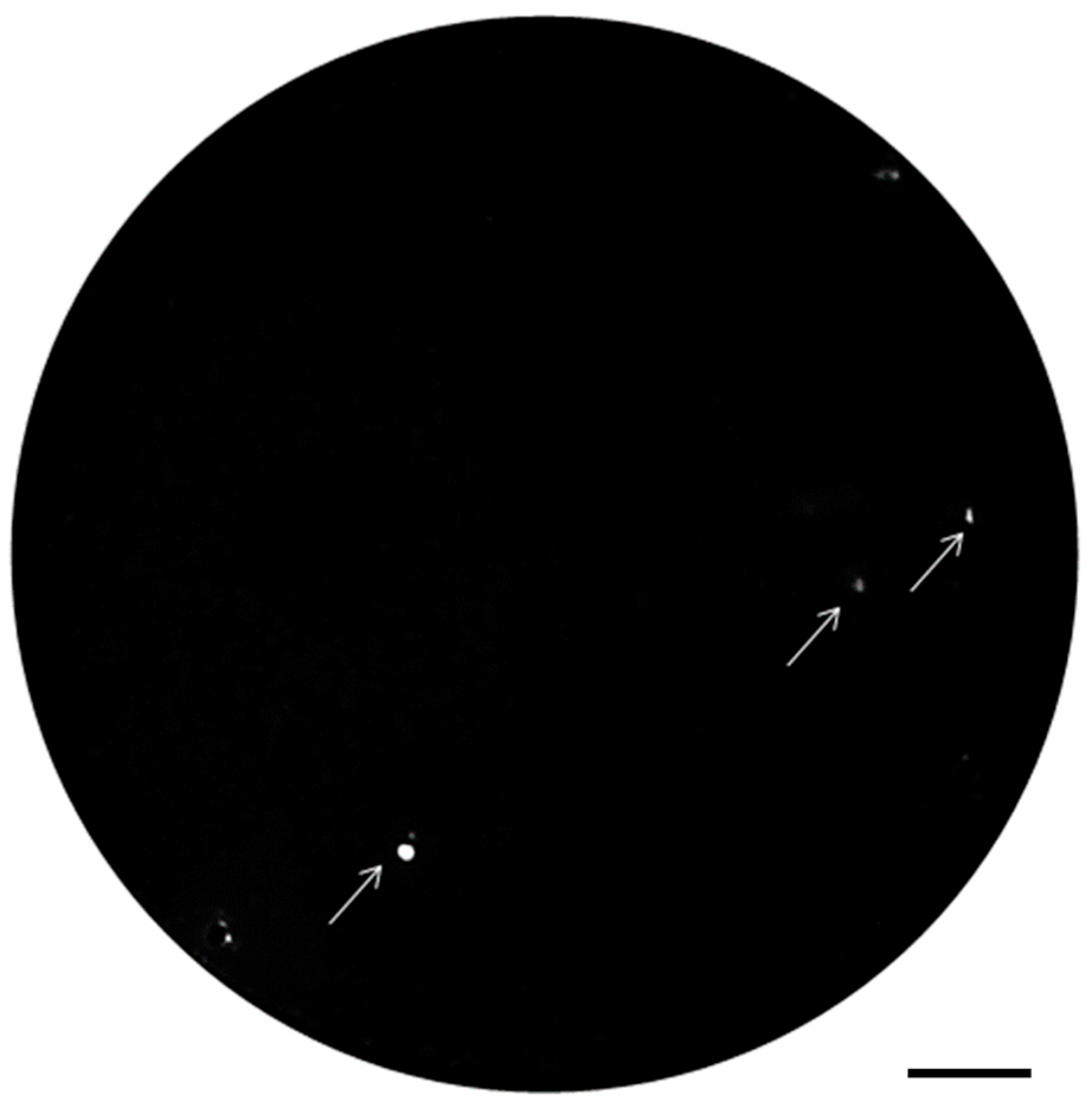 Applmicrobiol 04 00016 g004 Applmicrobiol 04 00016 g004