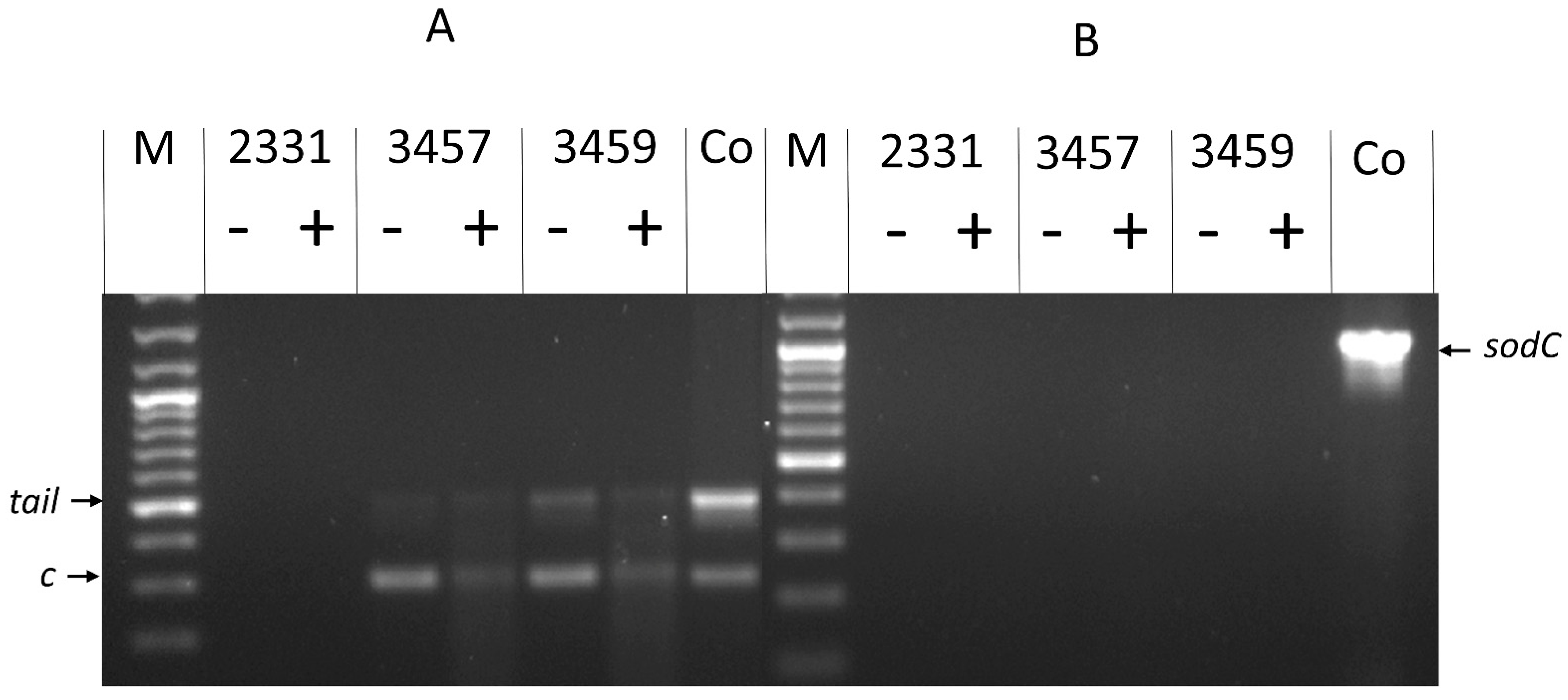 Applmicrobiol 04 00037 g006 Applmicrobiol 04 00037 g006