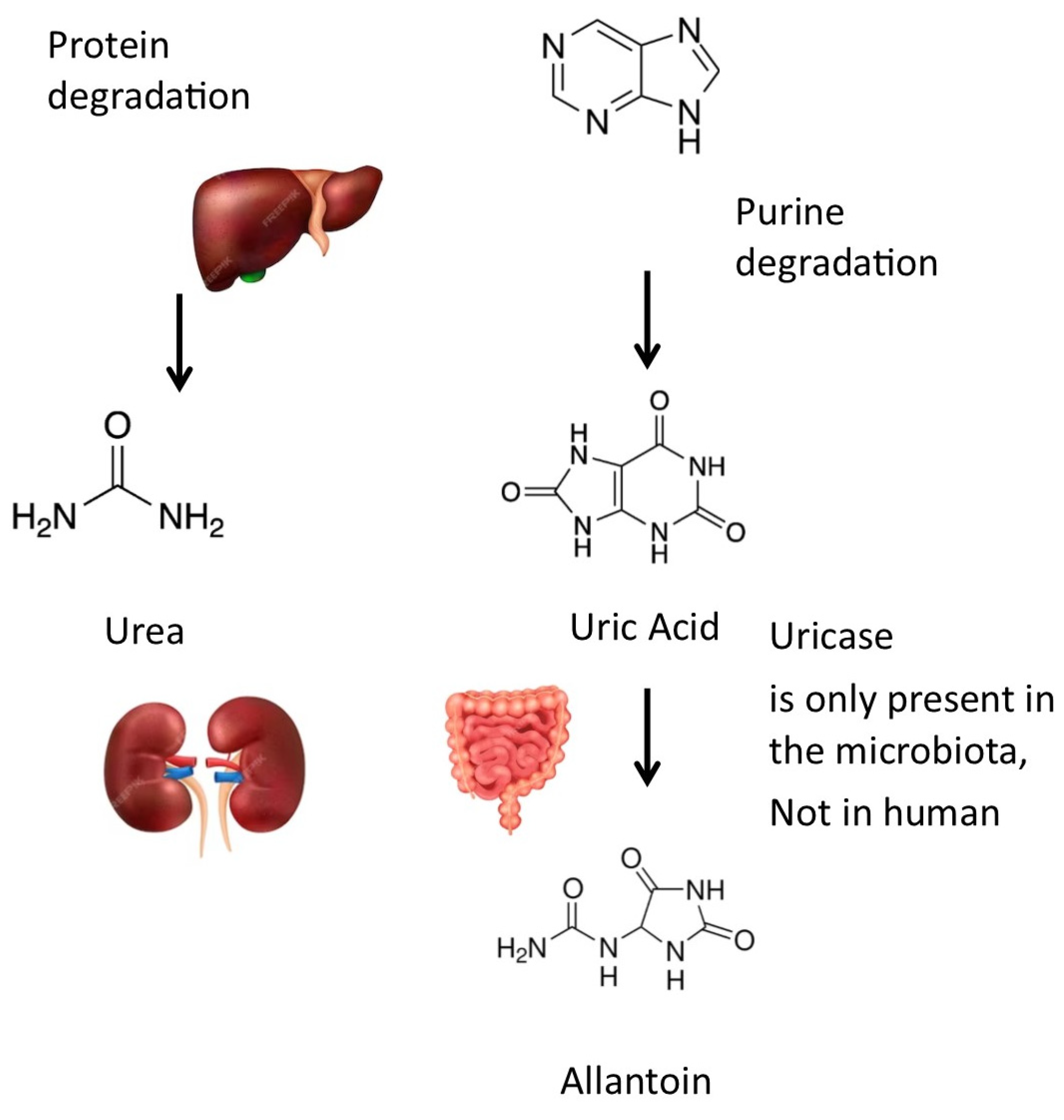 Applmicrobiol 04 00057 g002