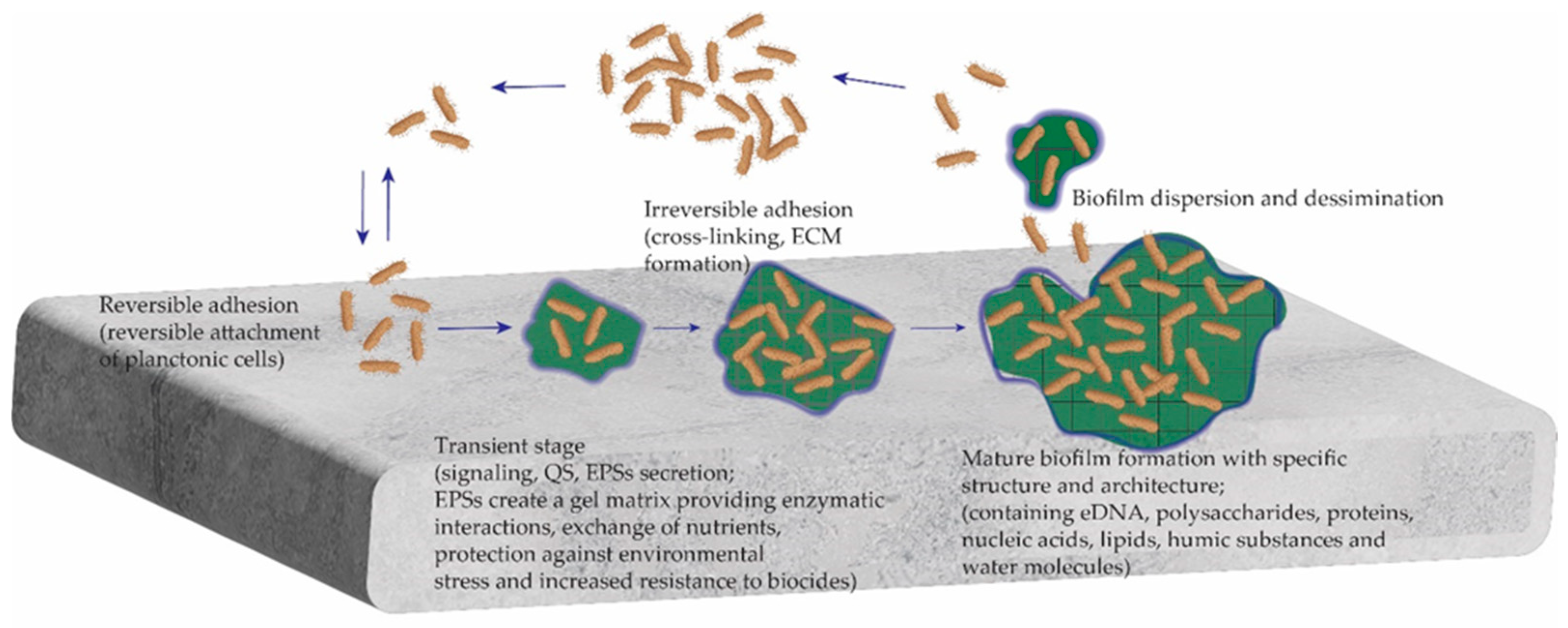 Applmicrobiol 04 00094 g001