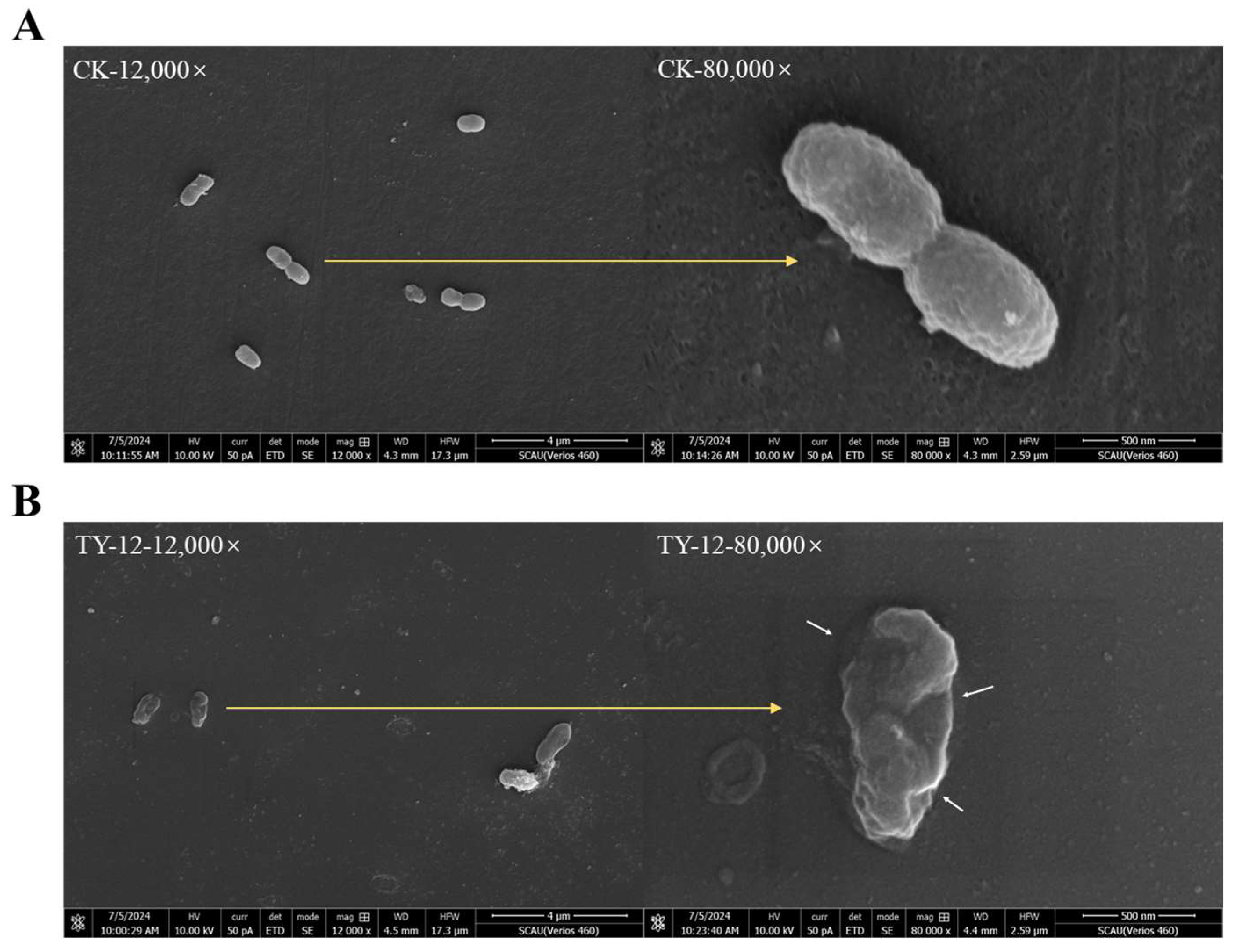 Applmicrobiol 05 00002 g005 Applmicrobiol 05 00002 g005