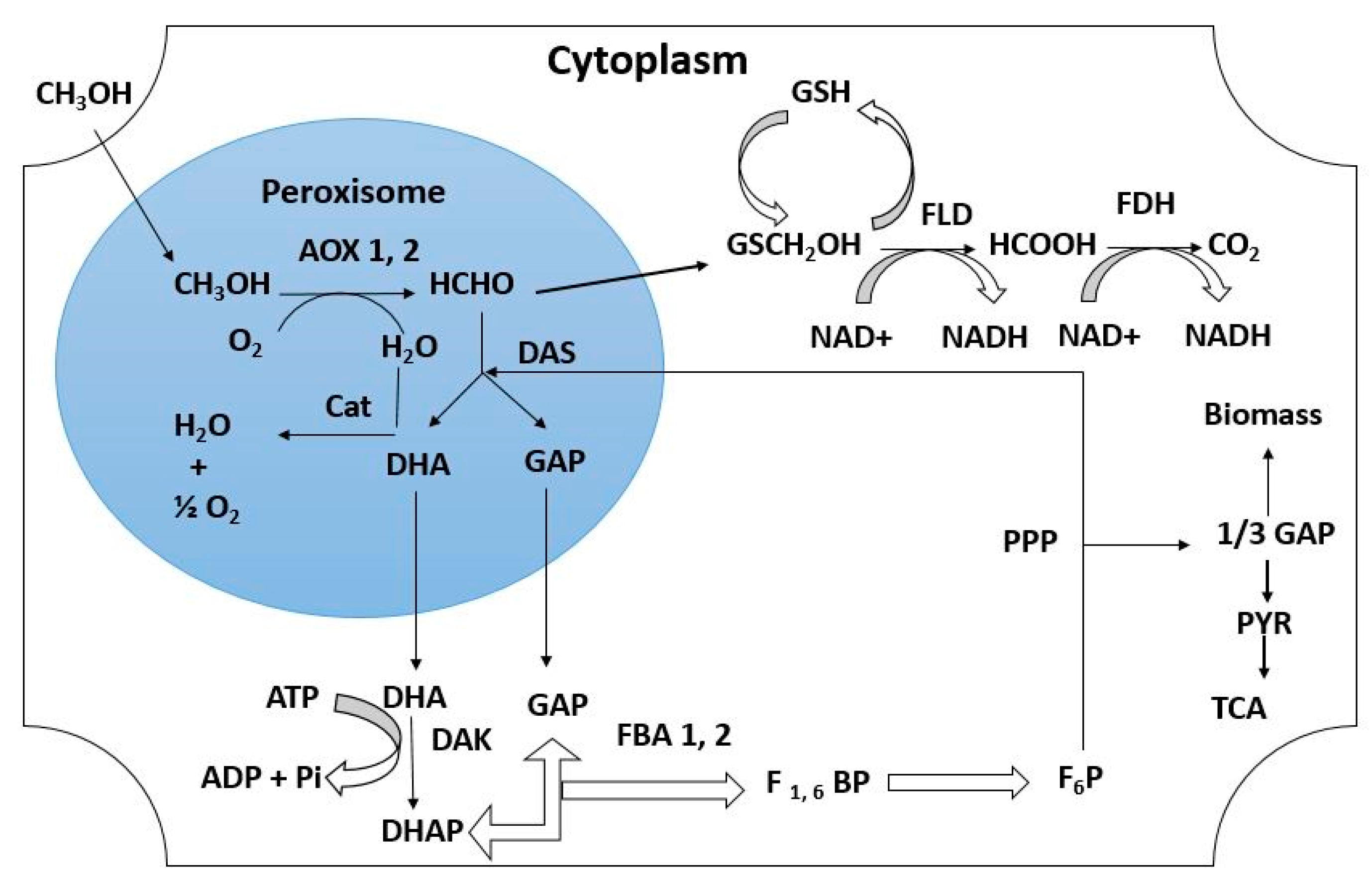 Applmicrobiol 05 00022 g002 Applmicrobiol 05 00022 g002