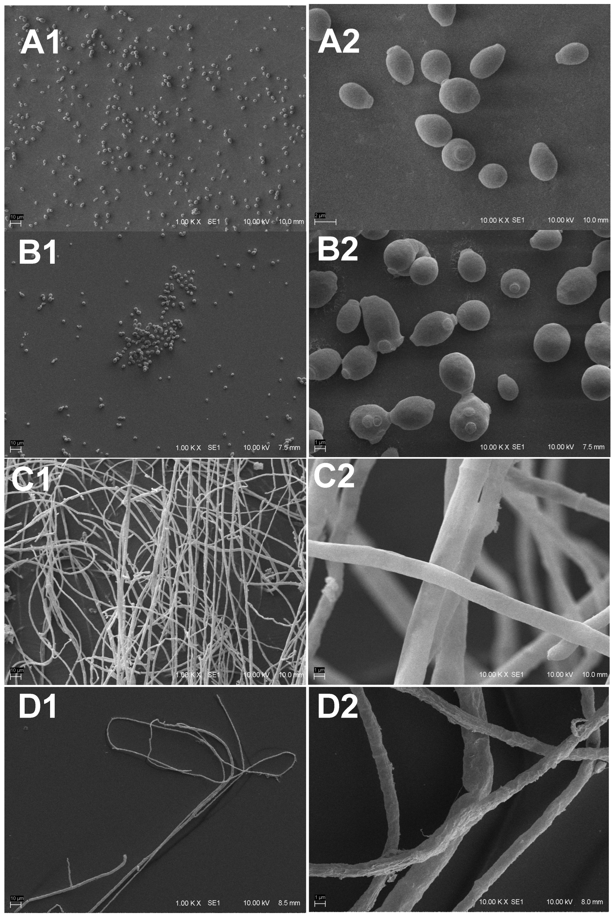 Applmicrobiol 05 00038 g003