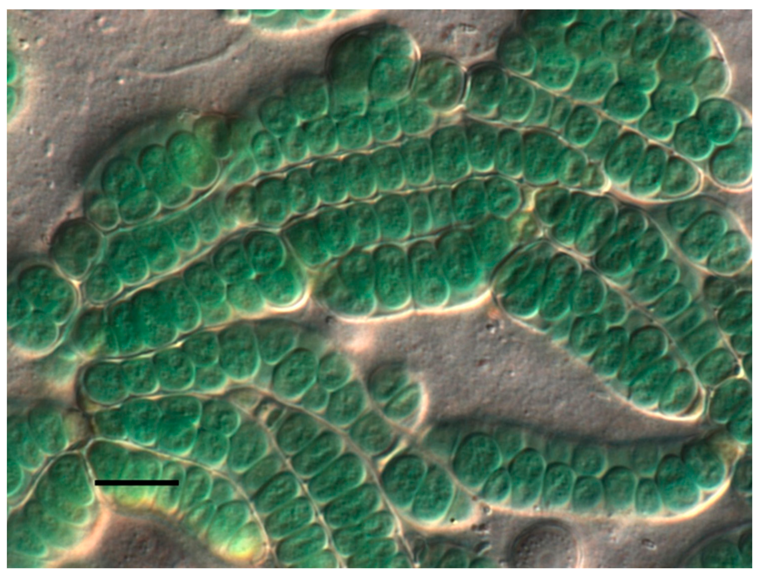 Applmicrobiol 05 00046 g001